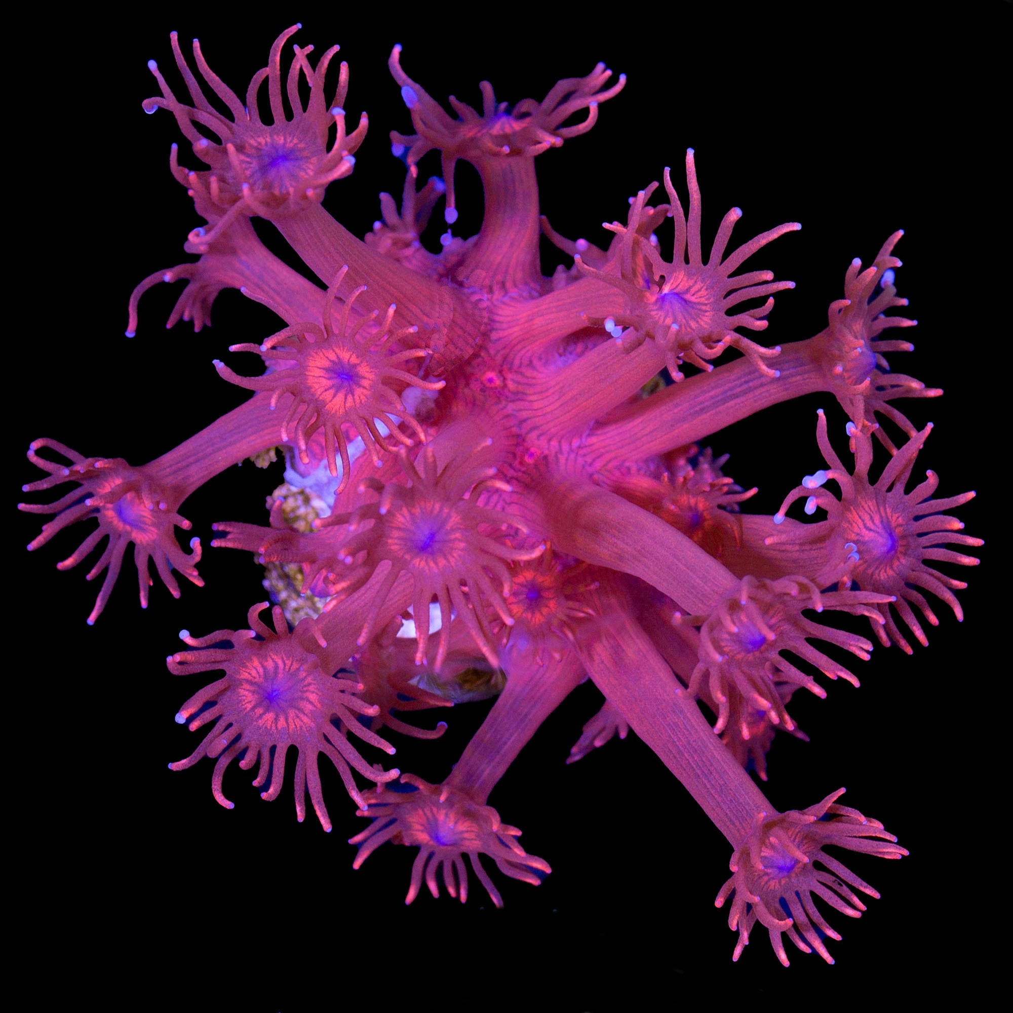 Spiderman Goniopora Coral