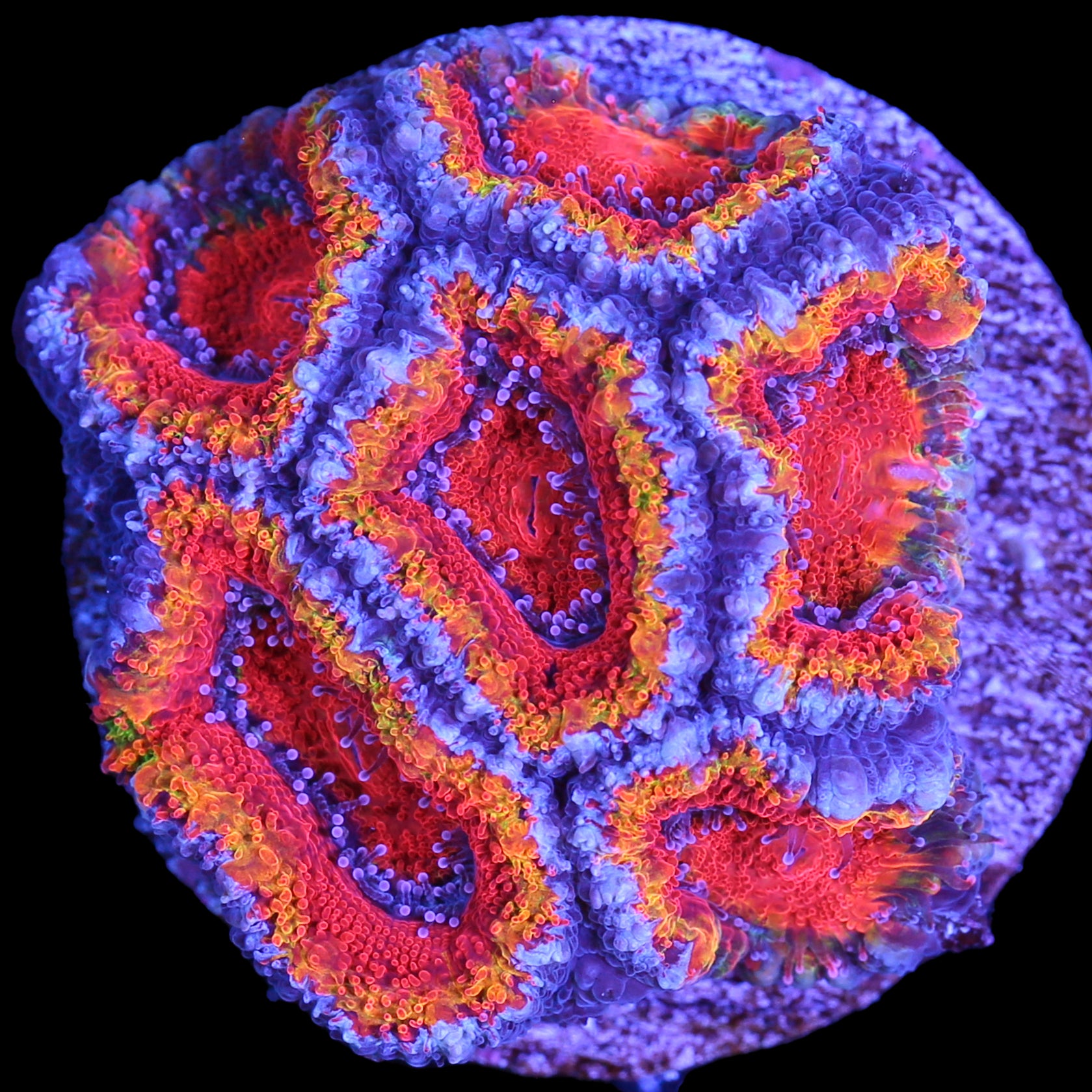 Rainbow Acan Coral - Lg Frag