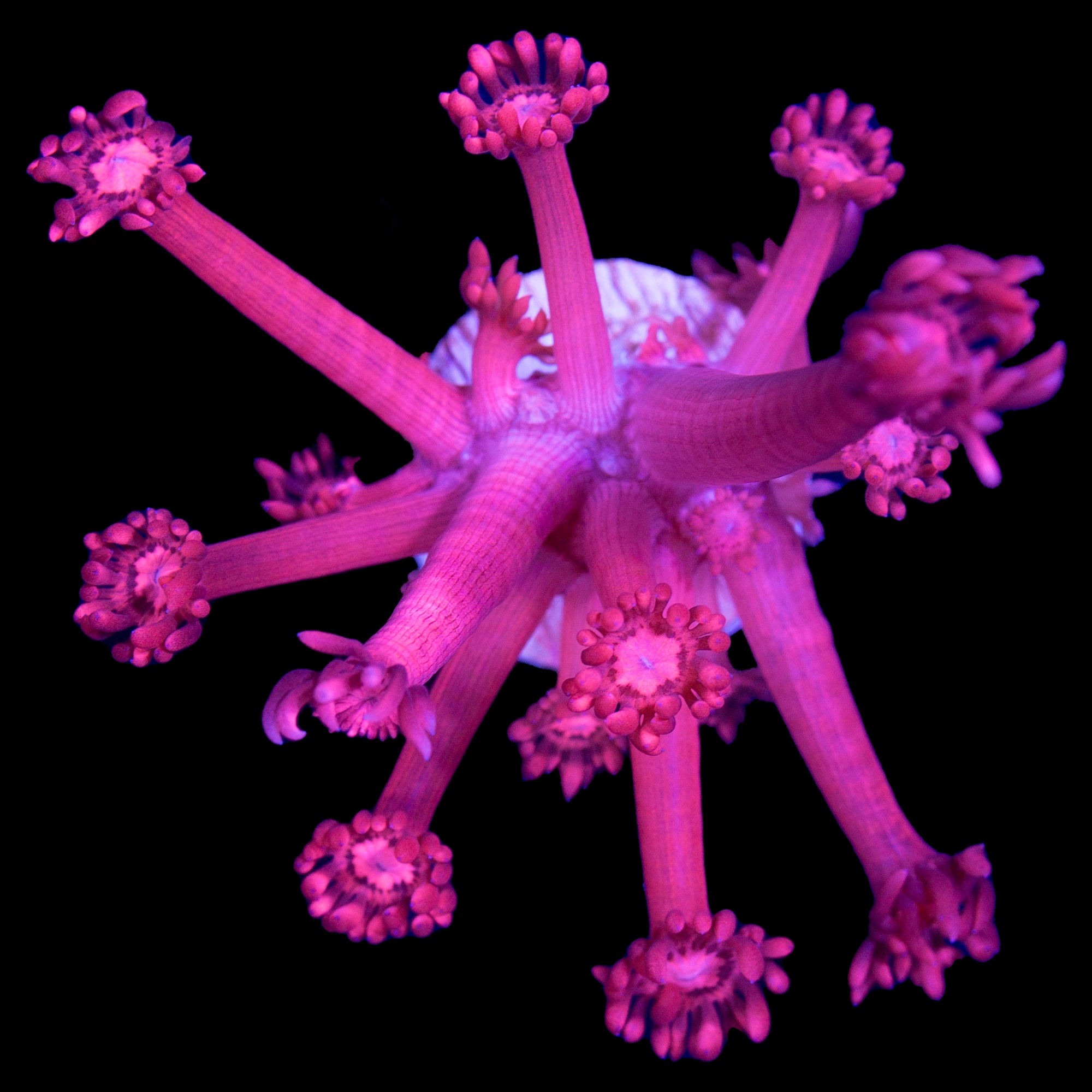 Vivid's Ultra Red Goniopora Coral