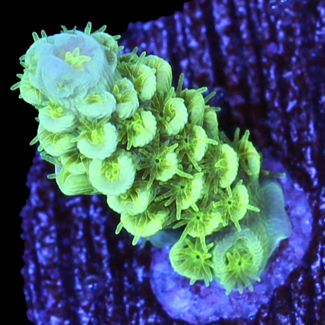 Highlighter Tenuis Acropora Coral