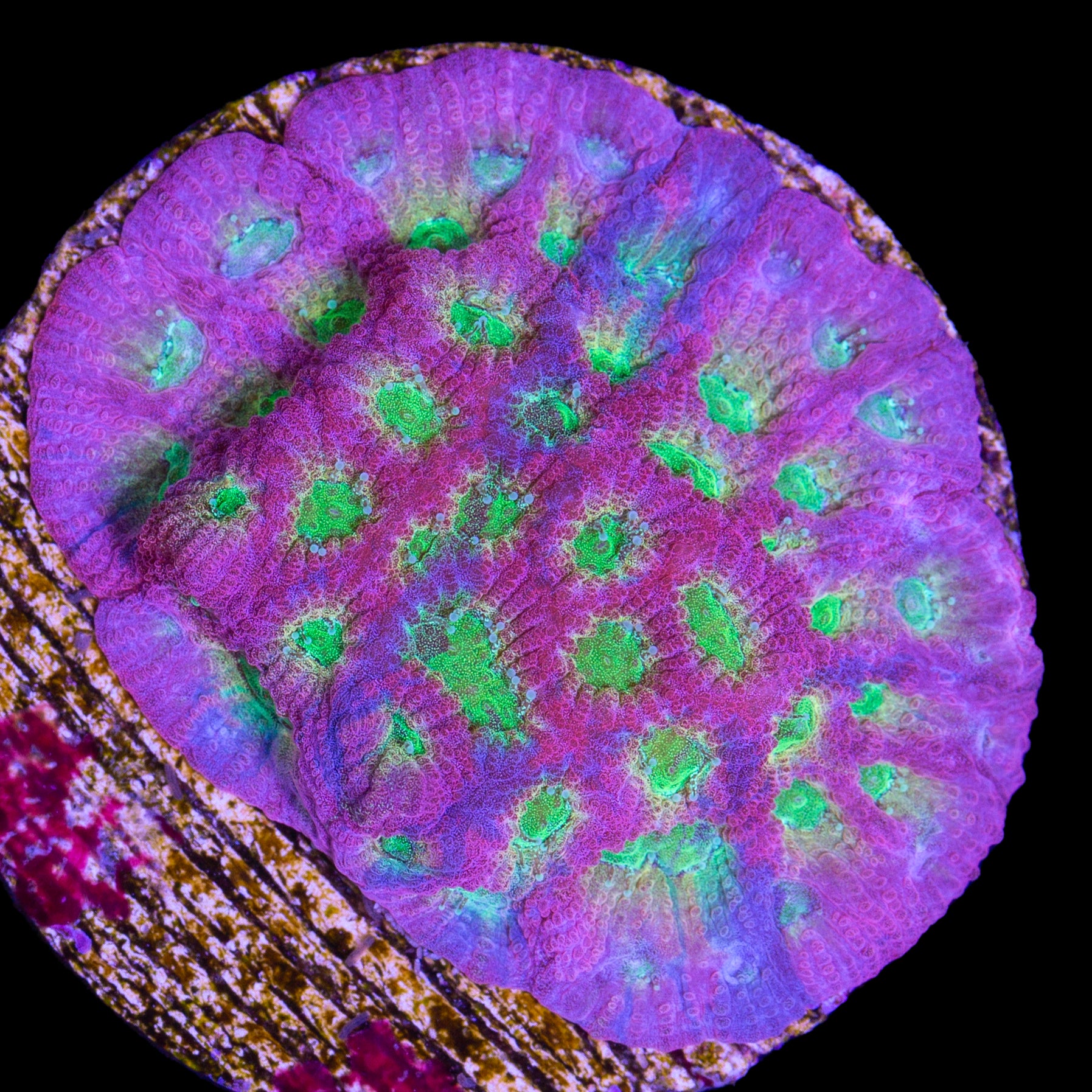 JF Dayglow Favia Coral