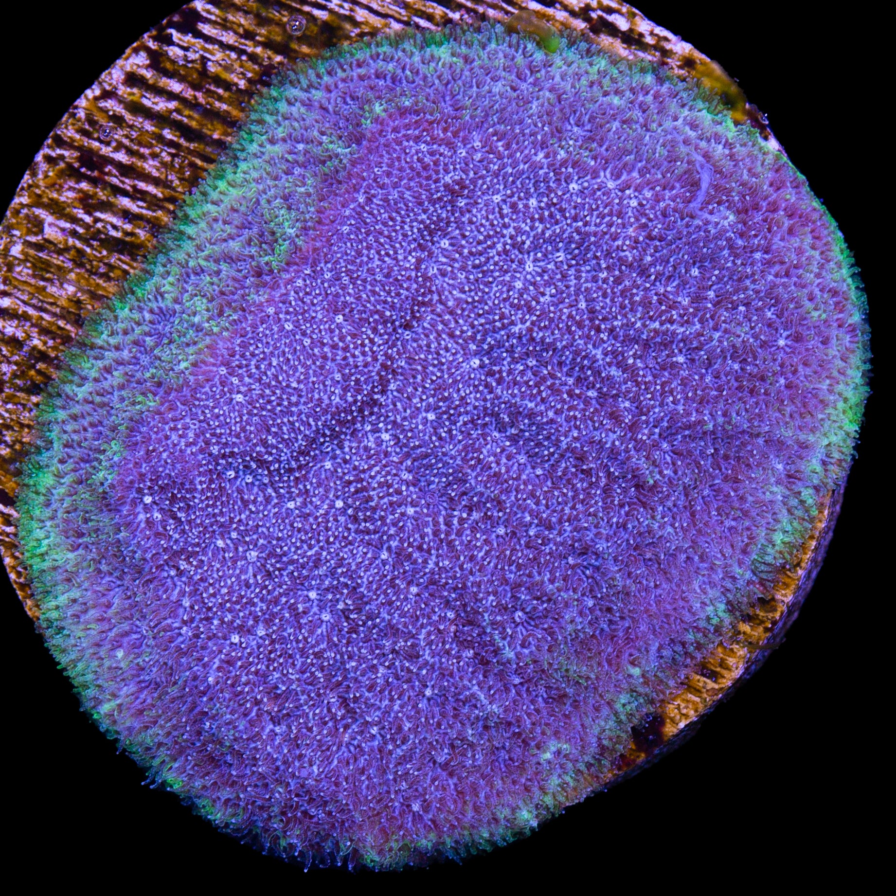 Vivid's Aquaman Psammocora Coral