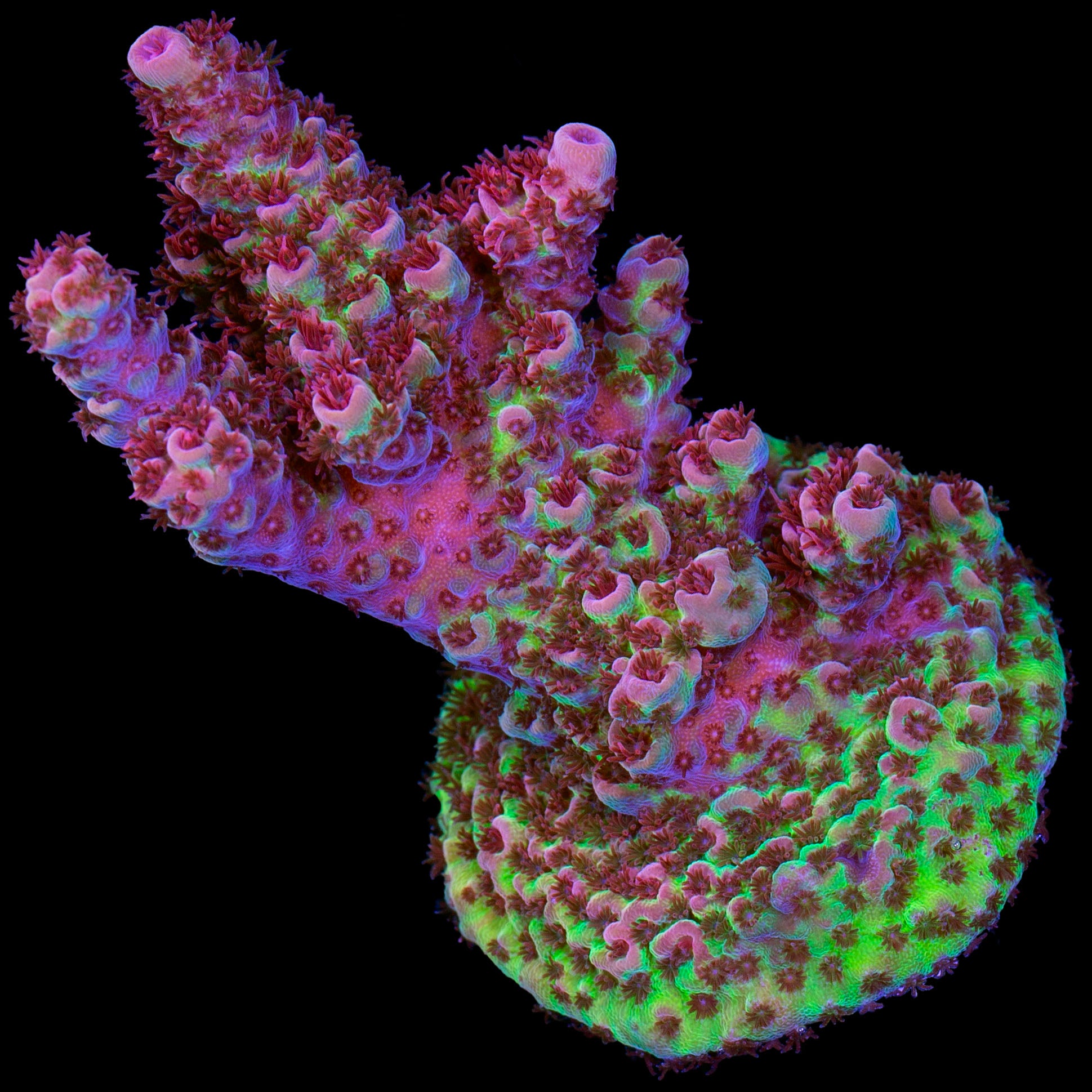Festive Acropora Coral - Lg Frag