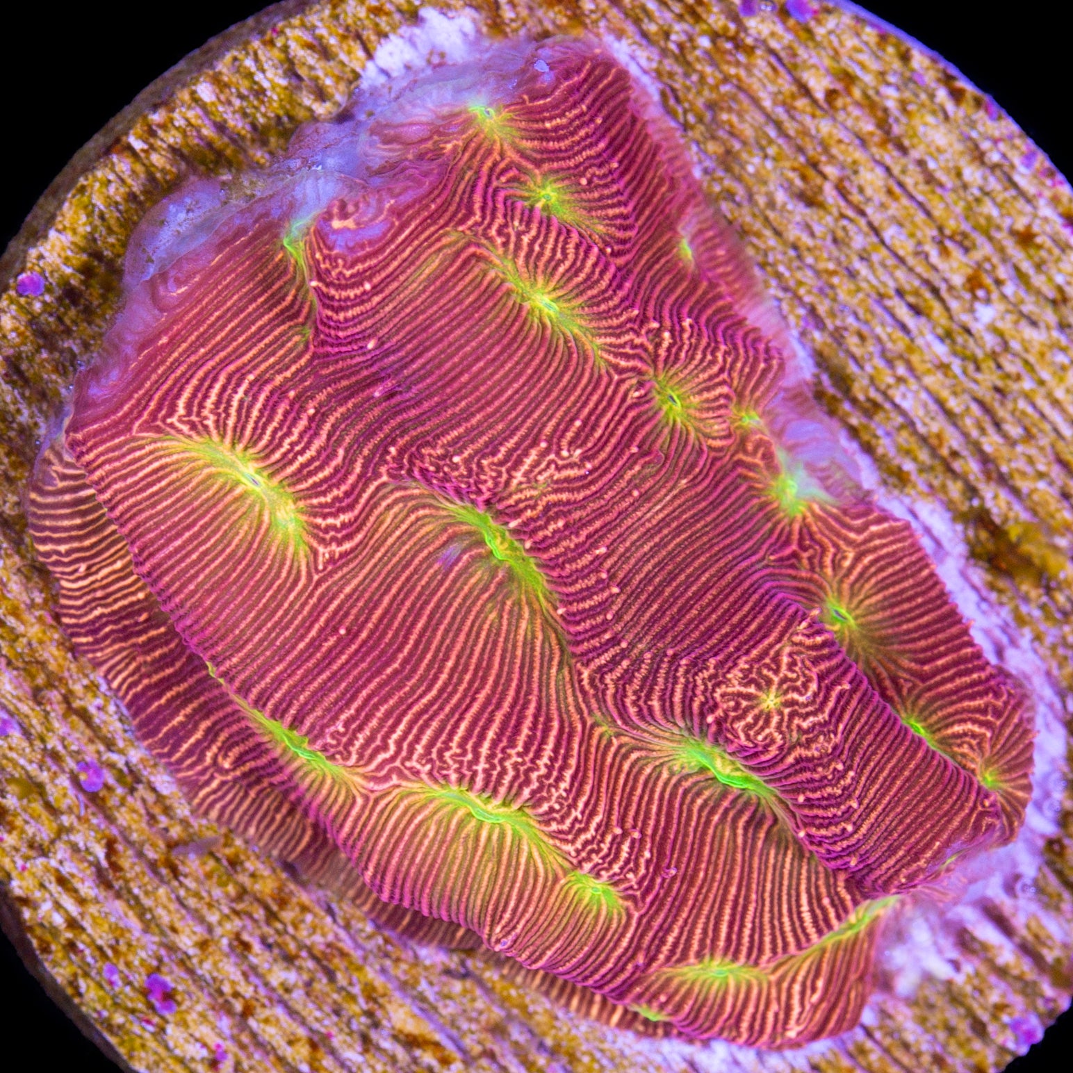 Jack-O-Lantern Leptoseris Coral