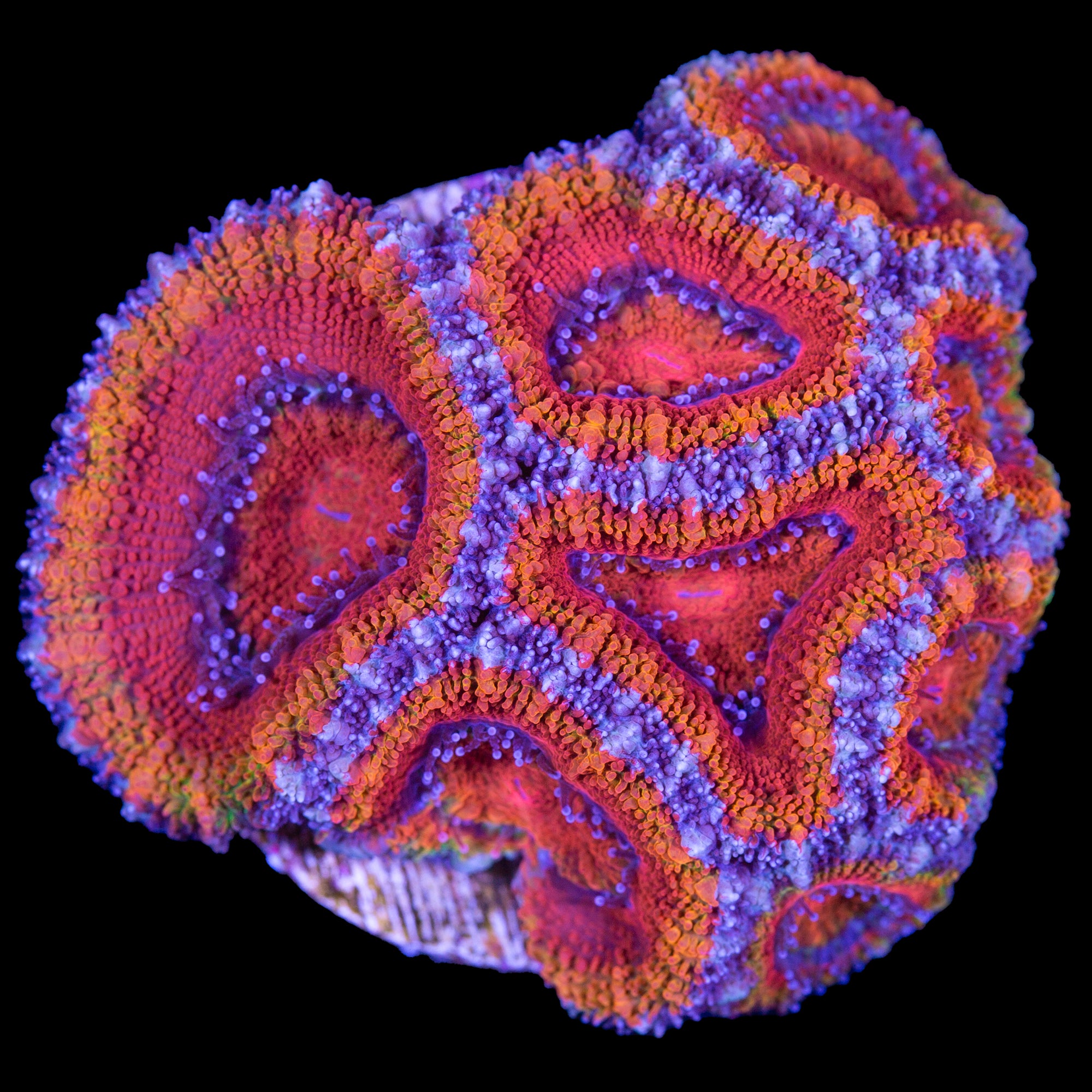 Rainbow Acan Coral - Lg Frag
