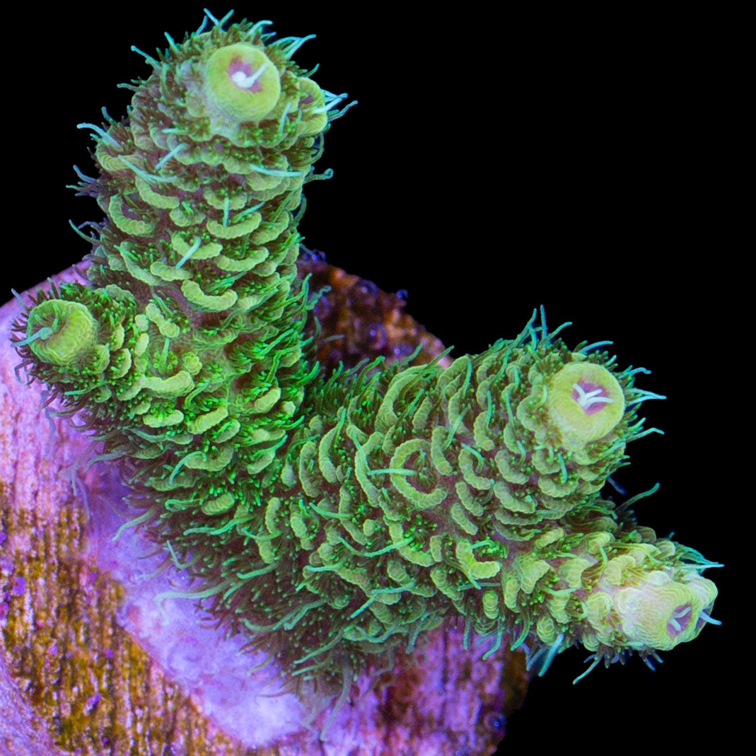Electric Millepora Acropora Coral