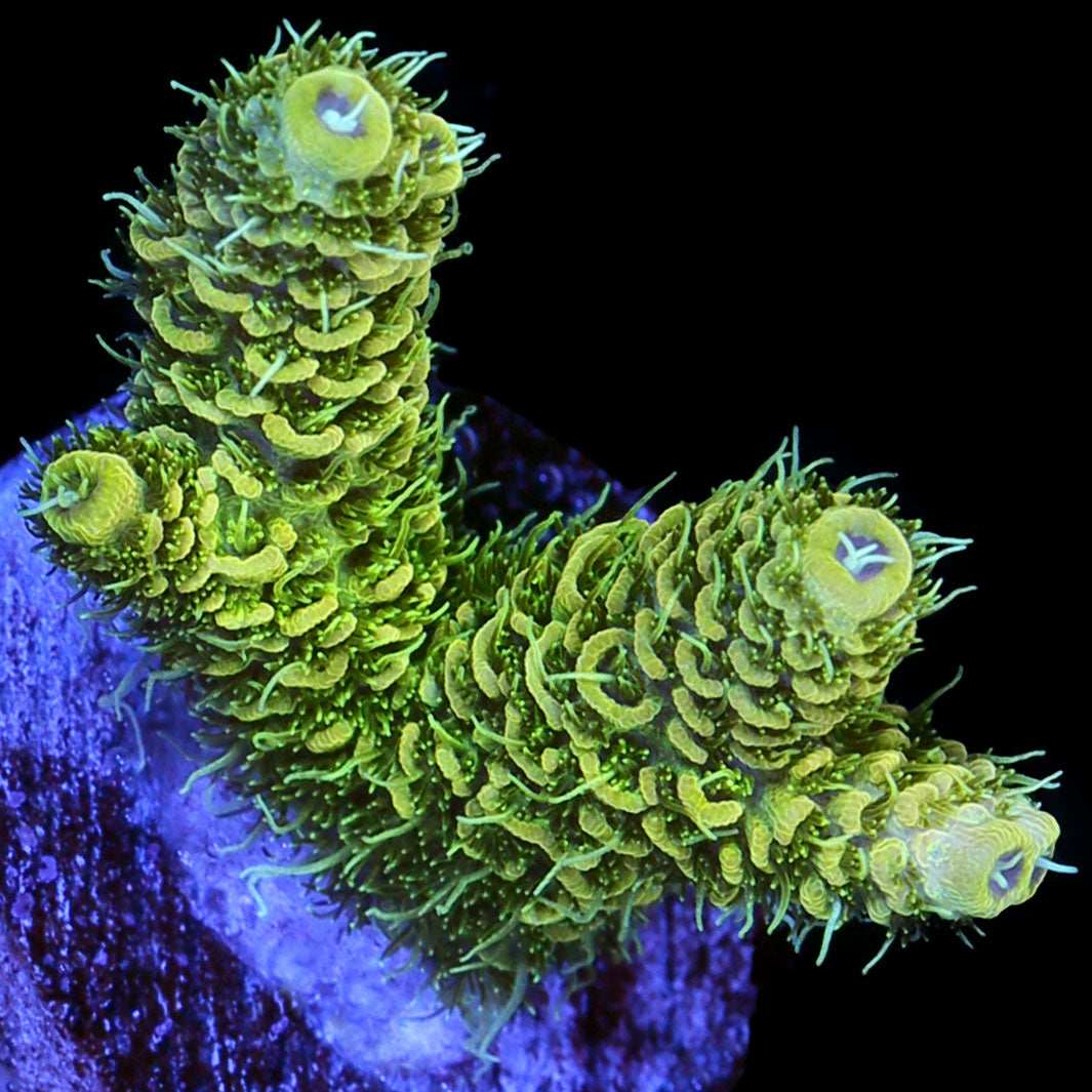 Electric Millepora Acropora Coral