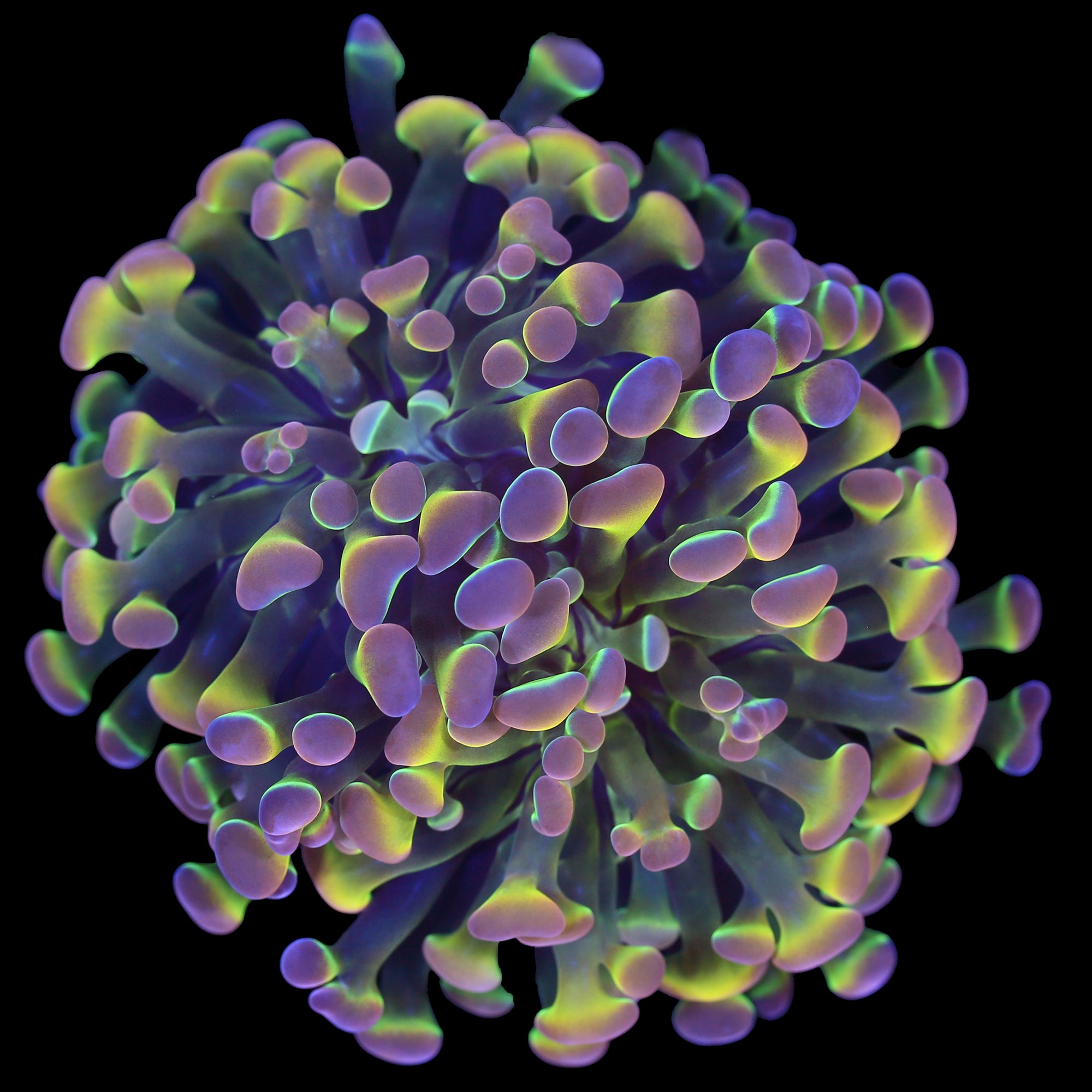 Hologram Branching Hammer Coral