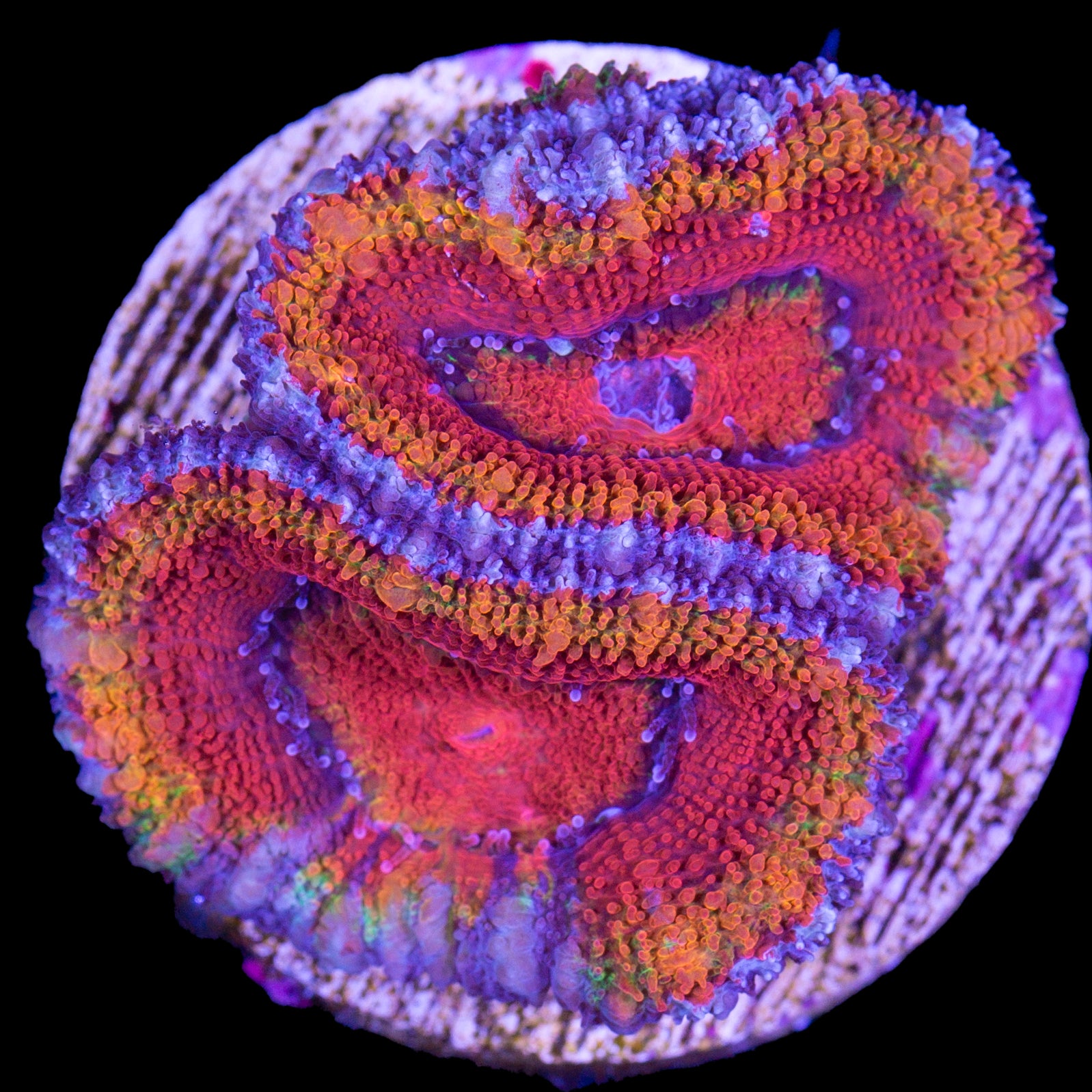 Rainbow Acan Coral