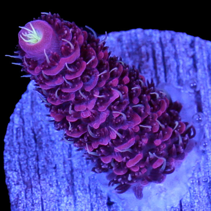 Vivid's Rouge Millepora Acropora Coral