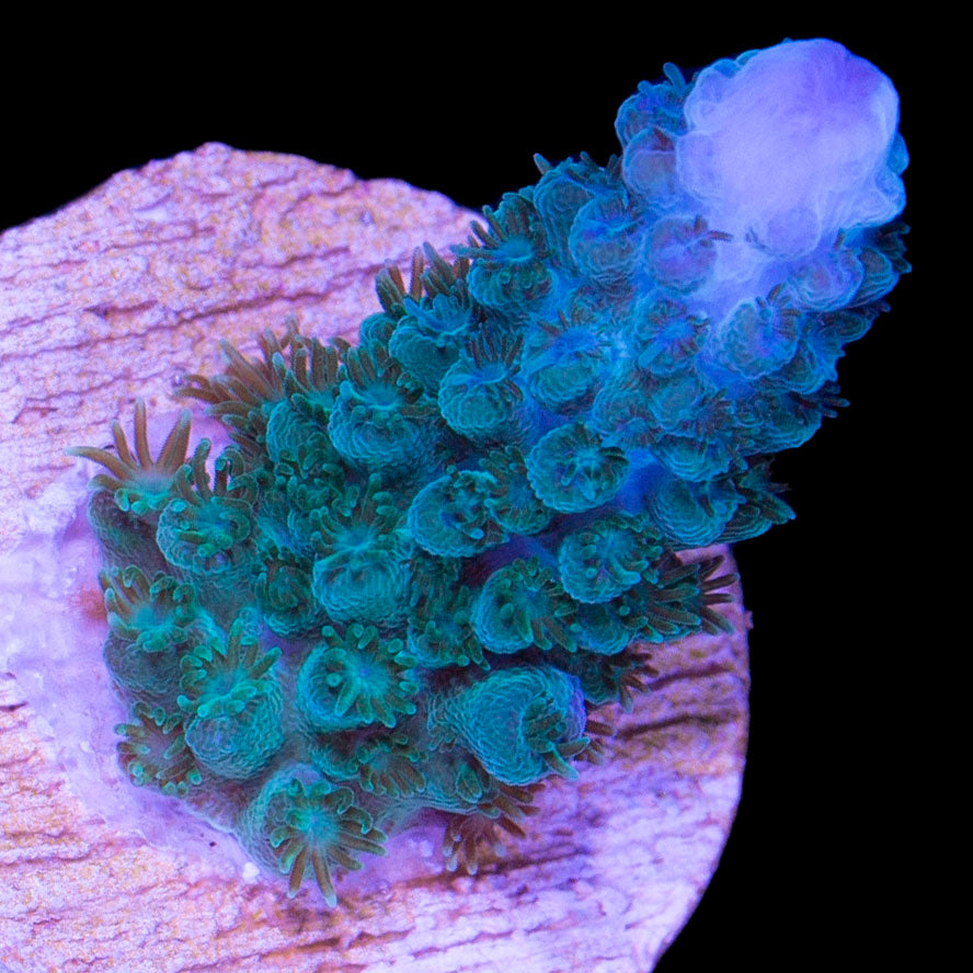 Vivid's Ultra Teal Staghorn Acropora Coral