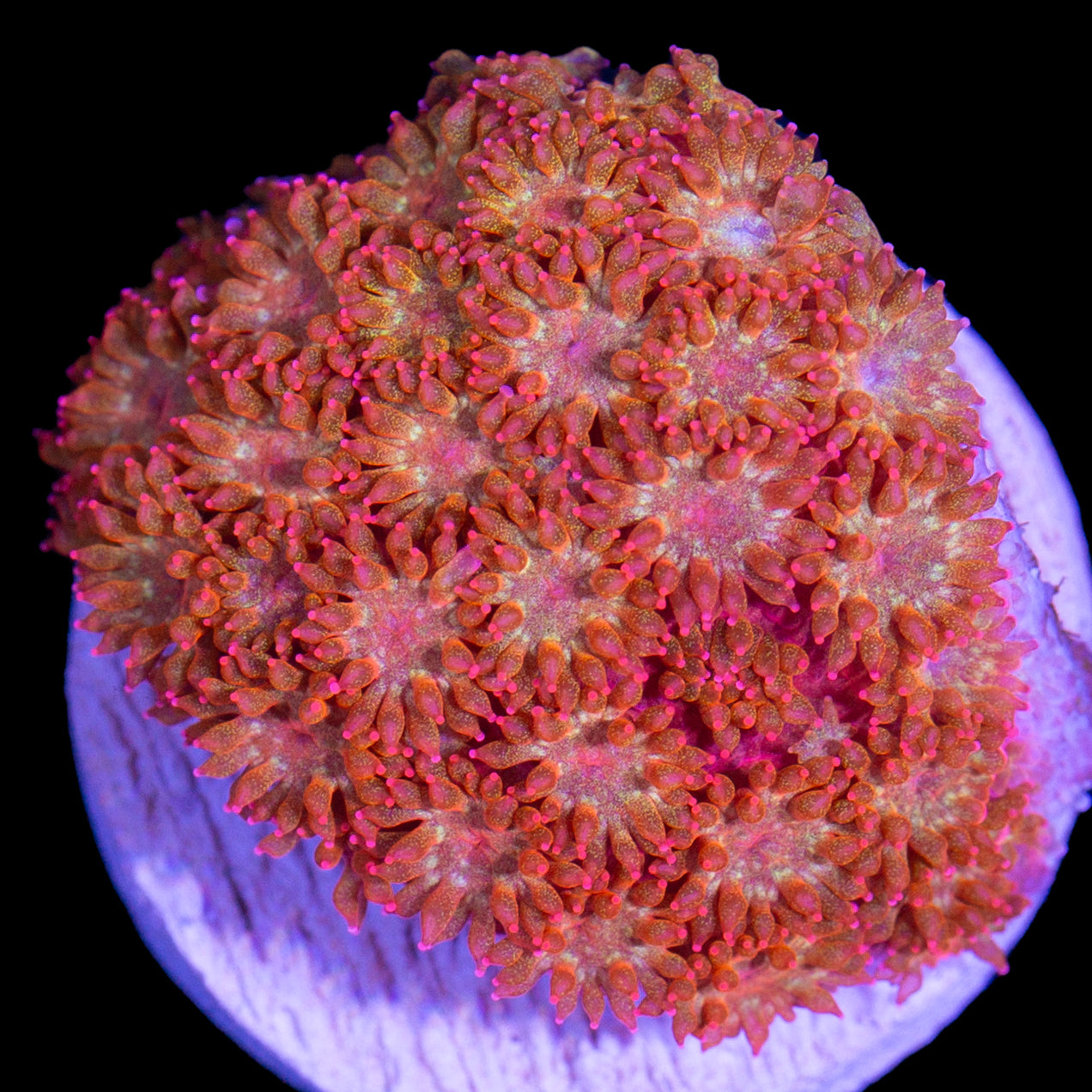 Vivid's Rainbow Bernardpora Coral