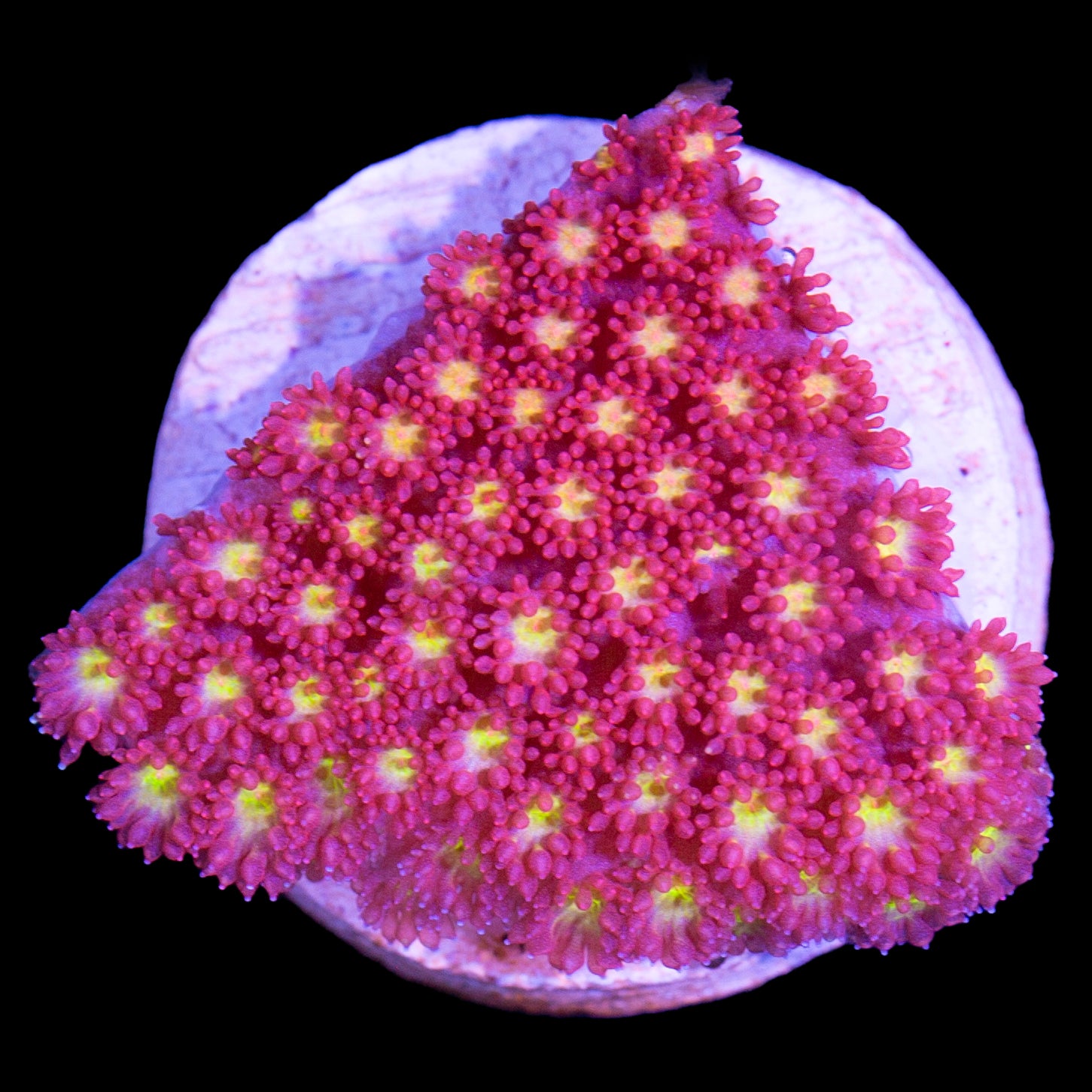 Strawberry Fields Bernardpora Coral