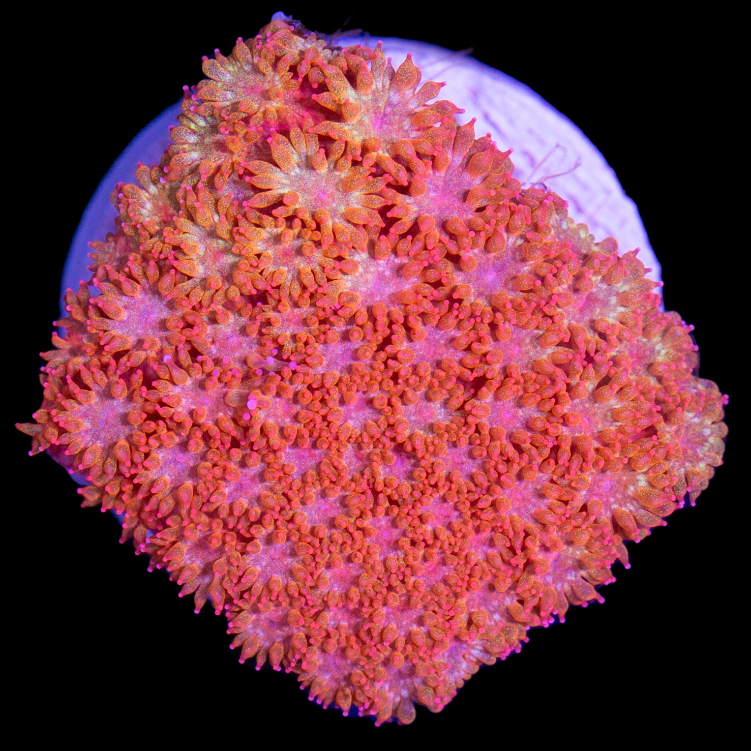 Vivid's Rainbow Bernardpora Coral