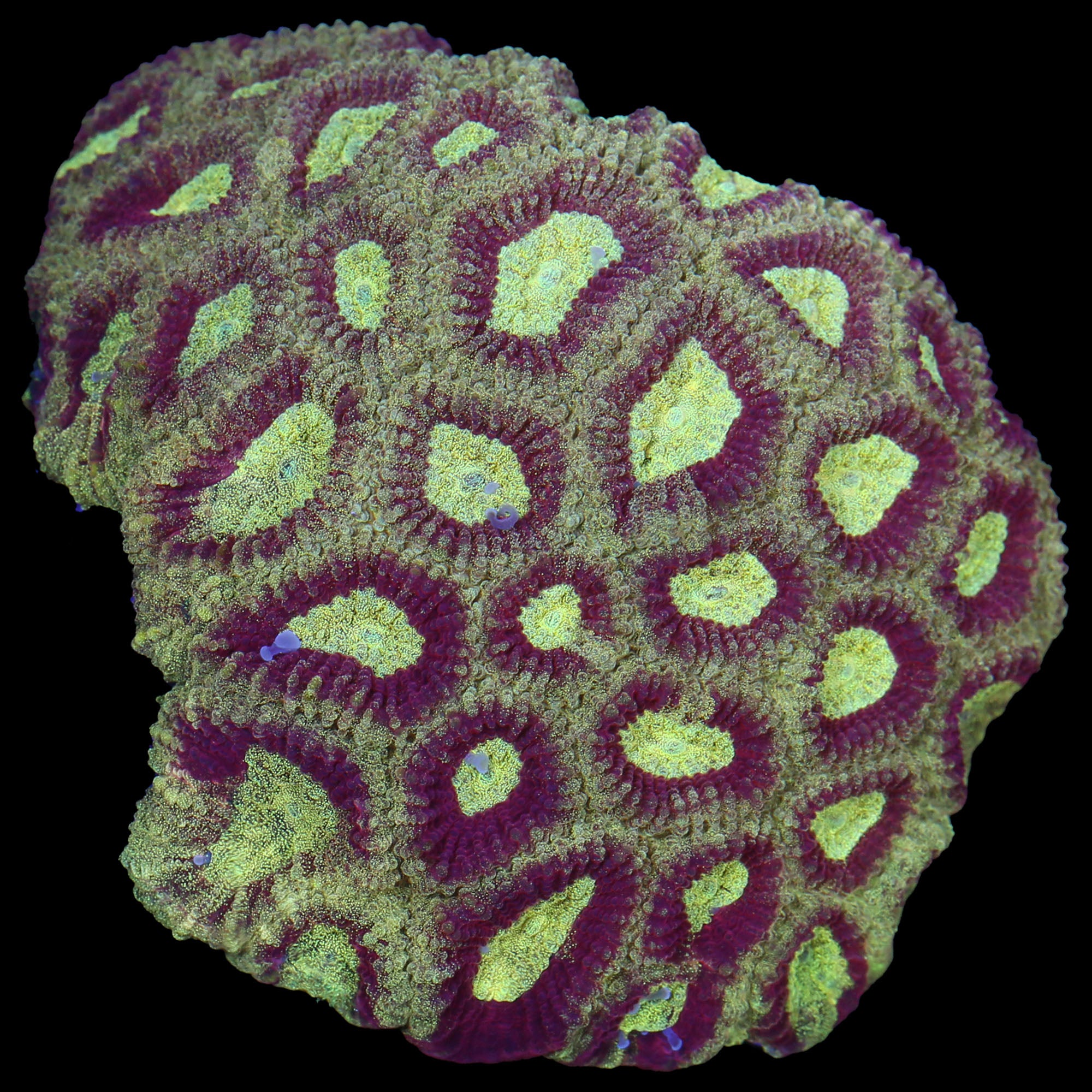 Vivid's Kingslayer Favia