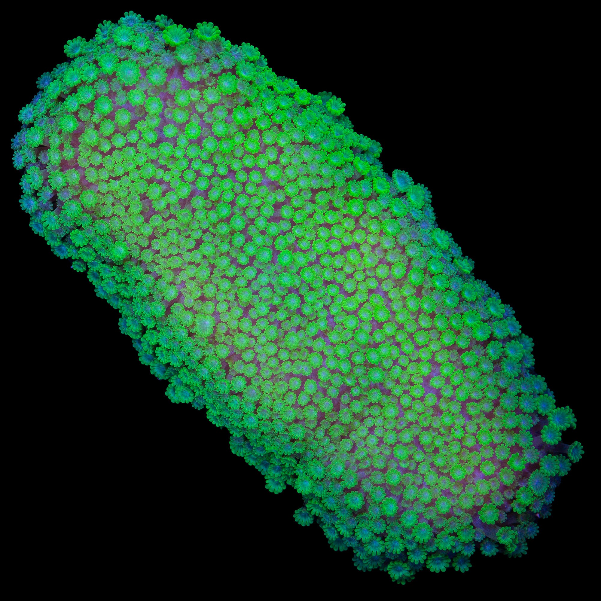 Toxic Green Bernardpora Coral Colony