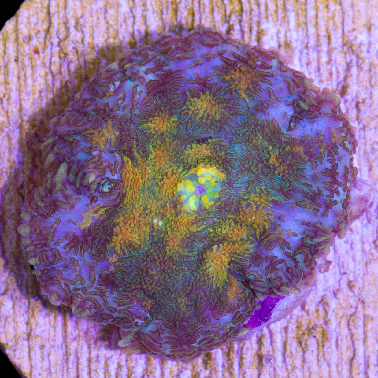 Sunkist Mushroom