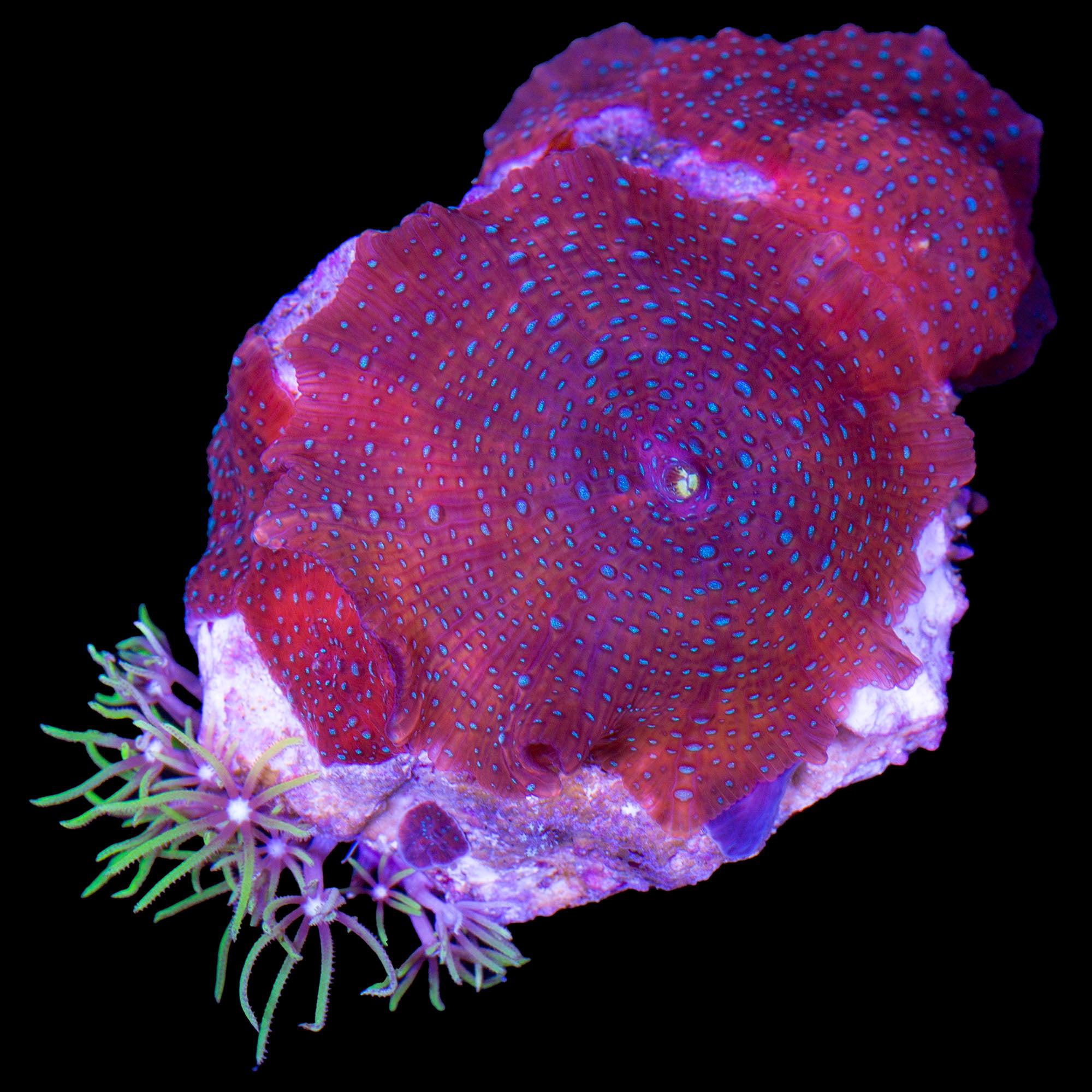 Vivid's Blue Spotted Red Mushroom W/ GSP