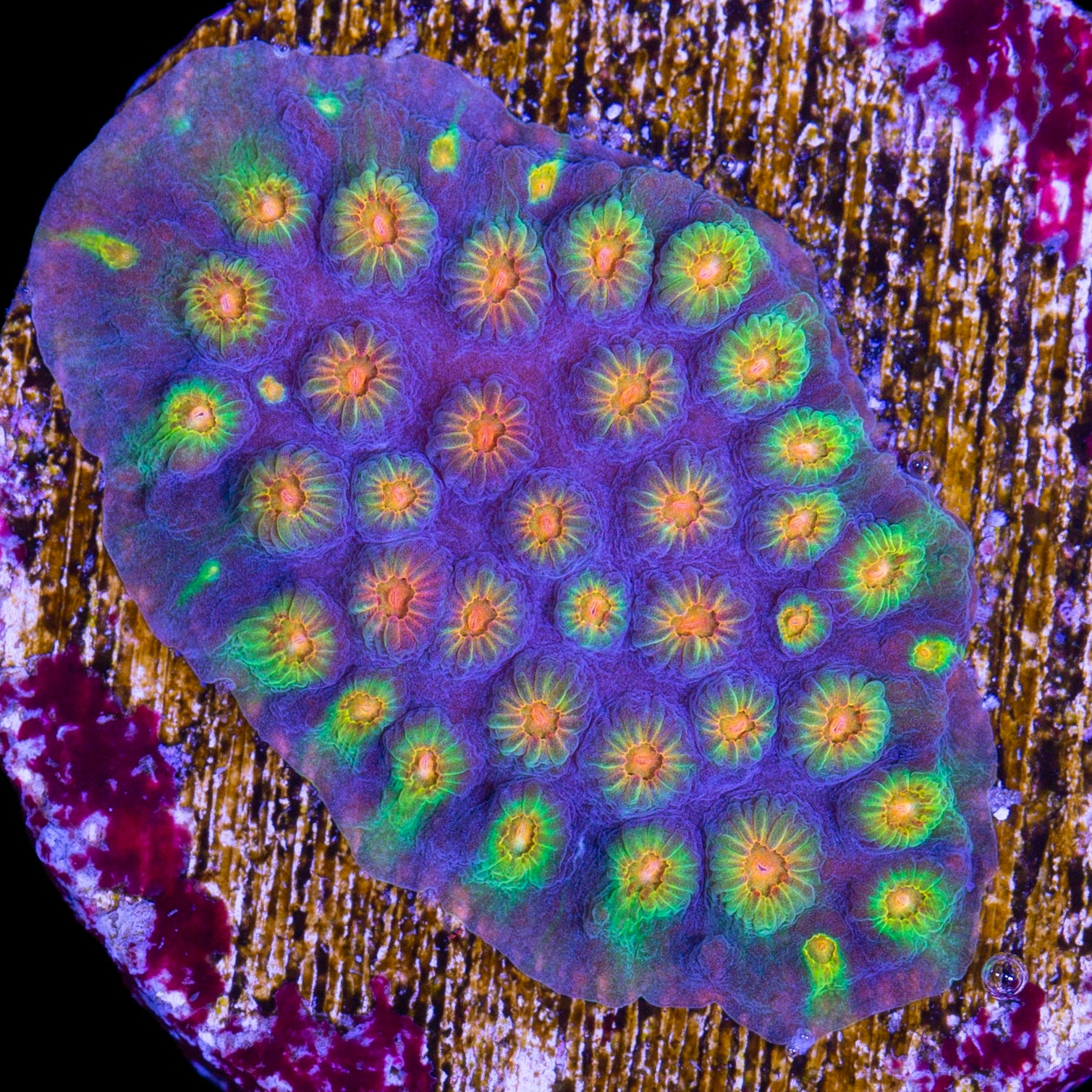 Rainbow Cyphastrea Coral