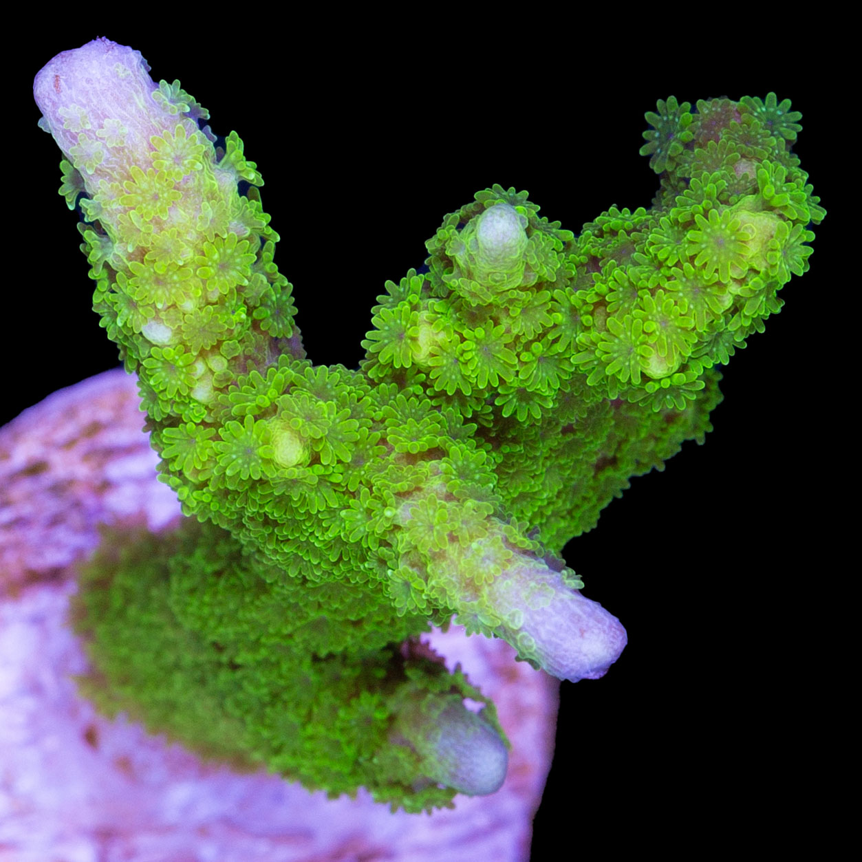 Green Montipora Digitata Coral