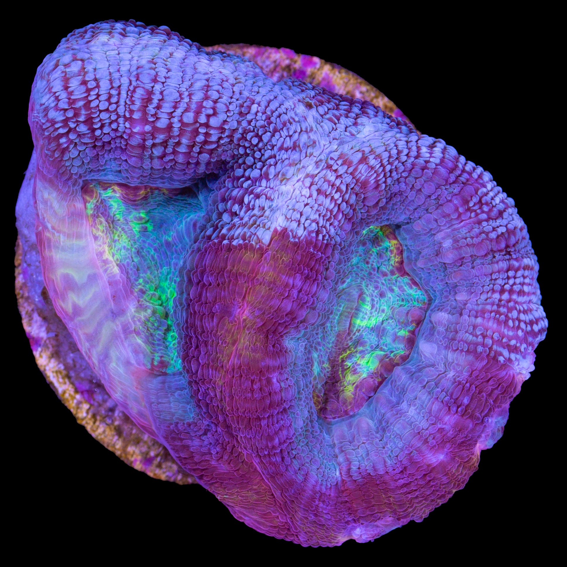 Vivid's Calico Bowerbanki Coral
