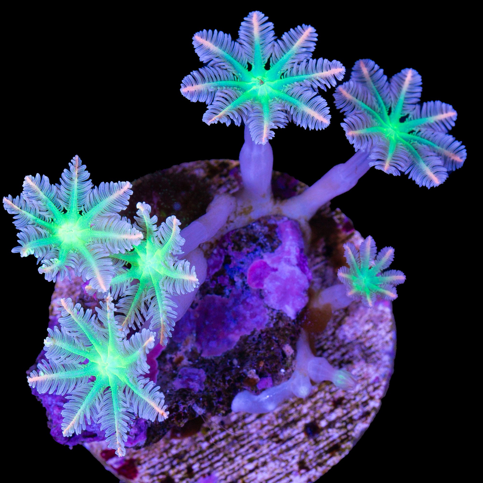 Fireworks Clove Polyps