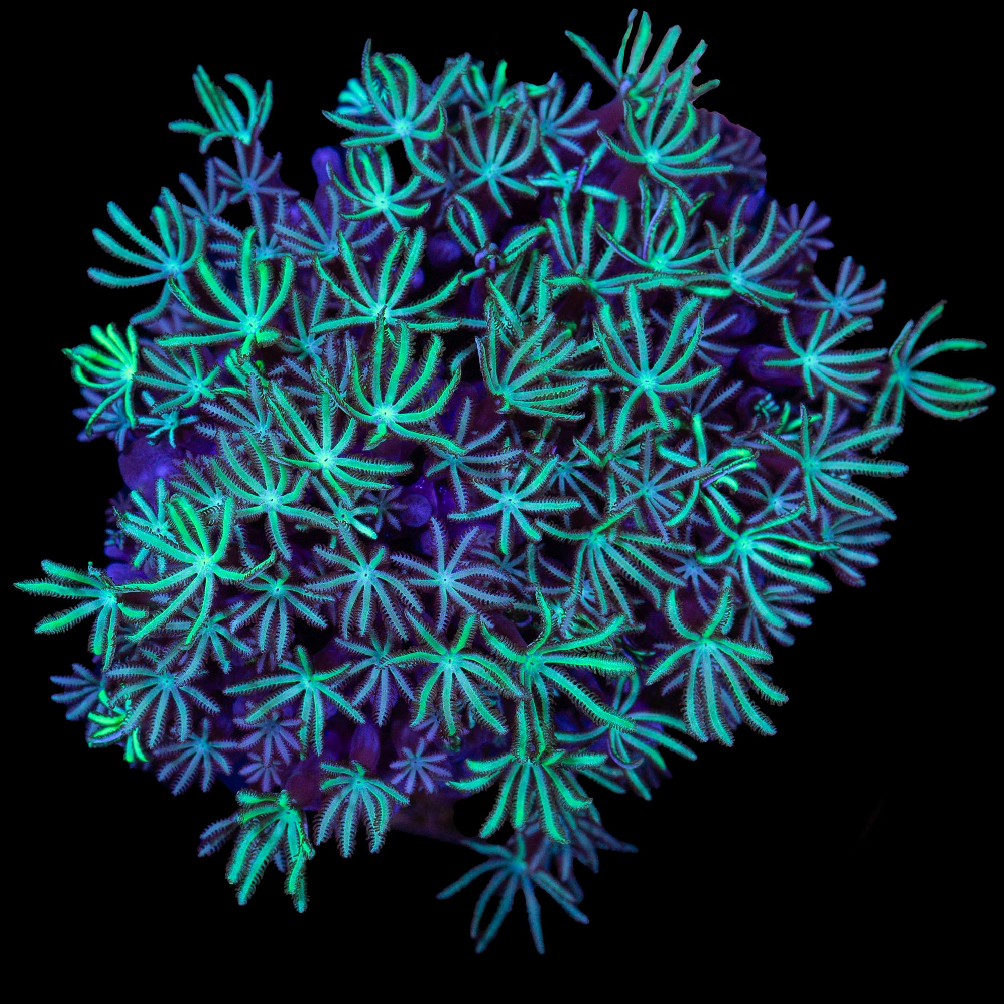 Minty Green Pipe Organ Coral