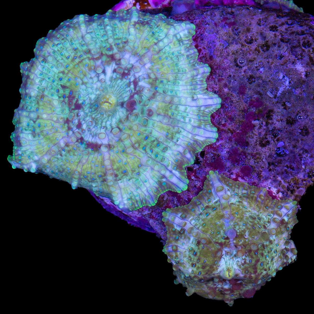 Nebula Mushrooms