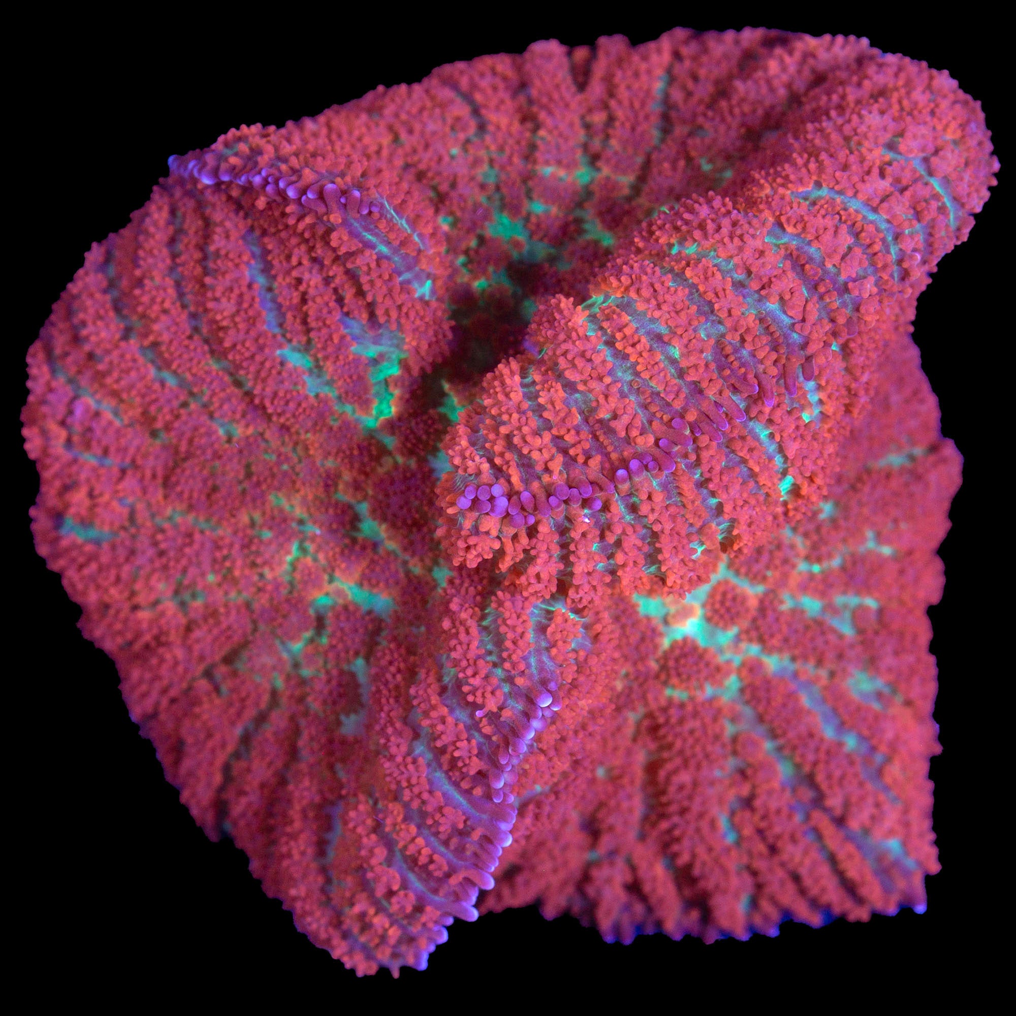 XL Forest Fire Mushroom