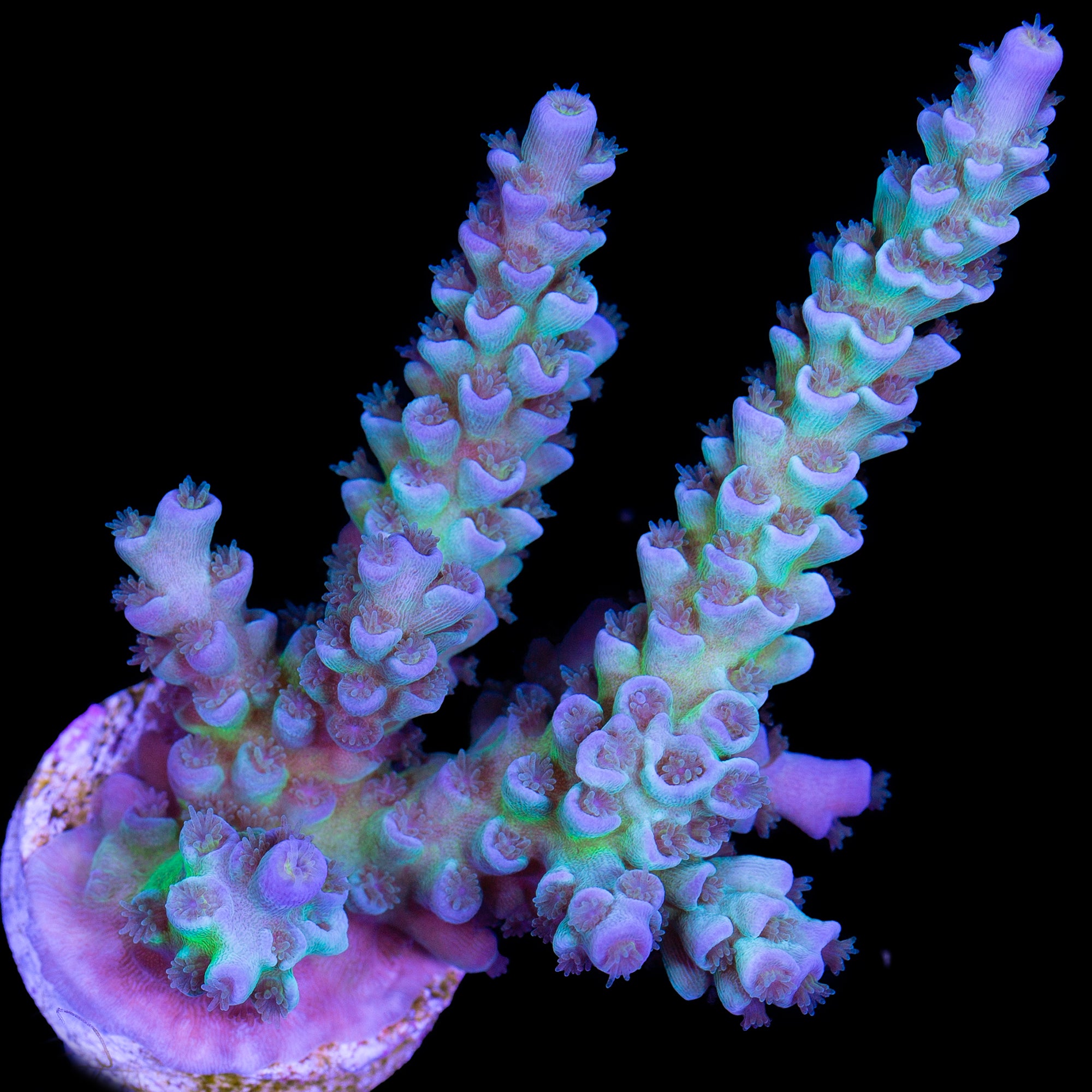 Blue Green Tenuis Acropora Coral
