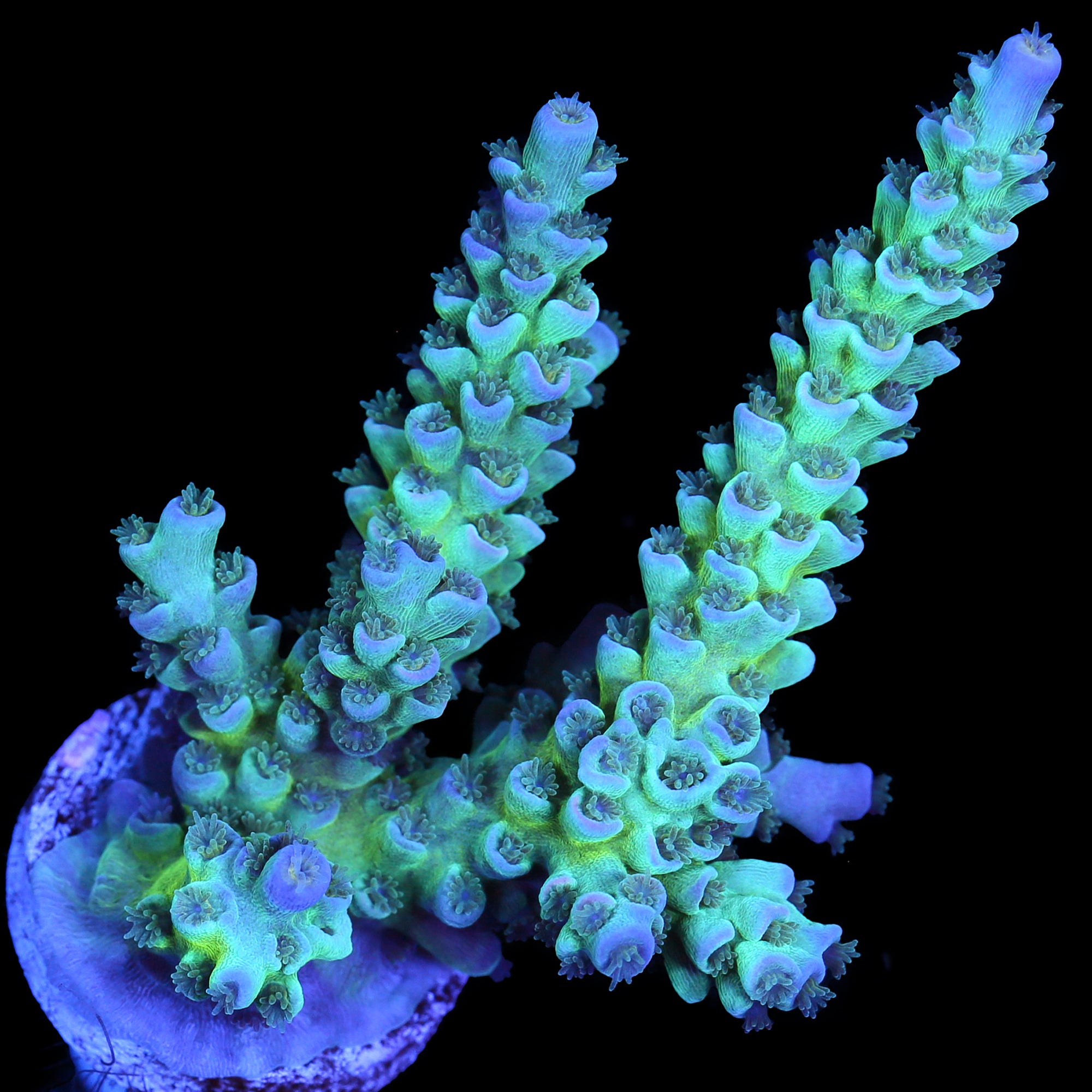 Blue Green Tenuis Acropora Coral