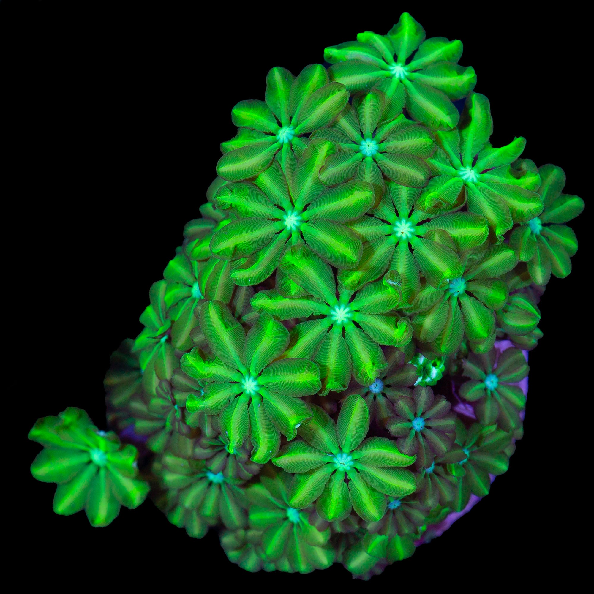 Neon Green Pipe Organ Coral