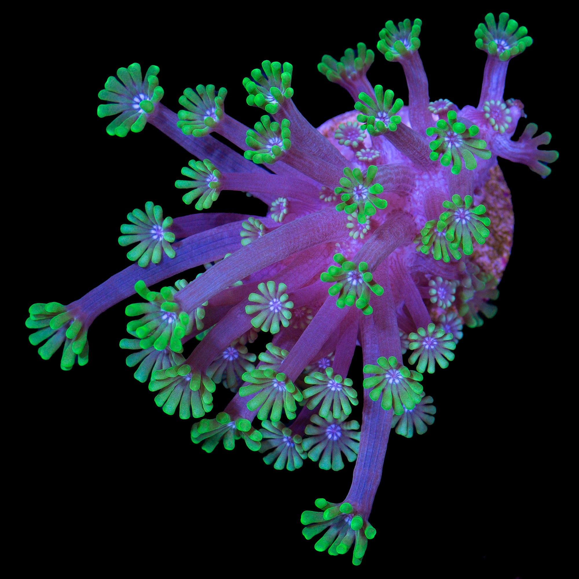 Blue Eyed Alveopora Coral