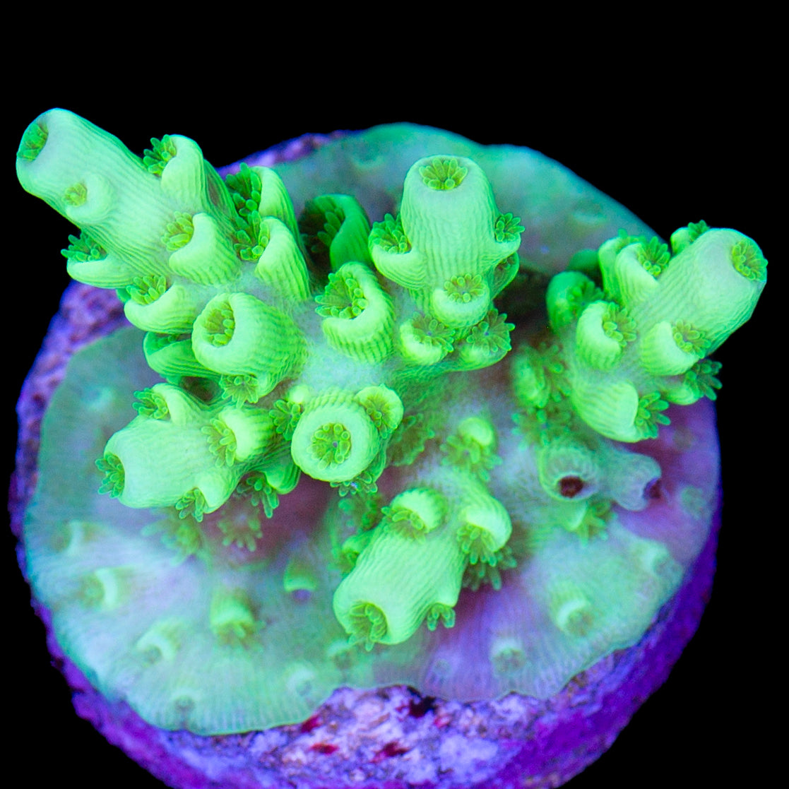 Nuclear Green Tenuis Acropora Coral