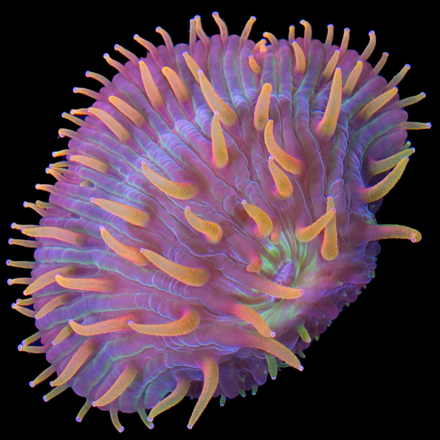 Flametip Diaseris Plate Coral