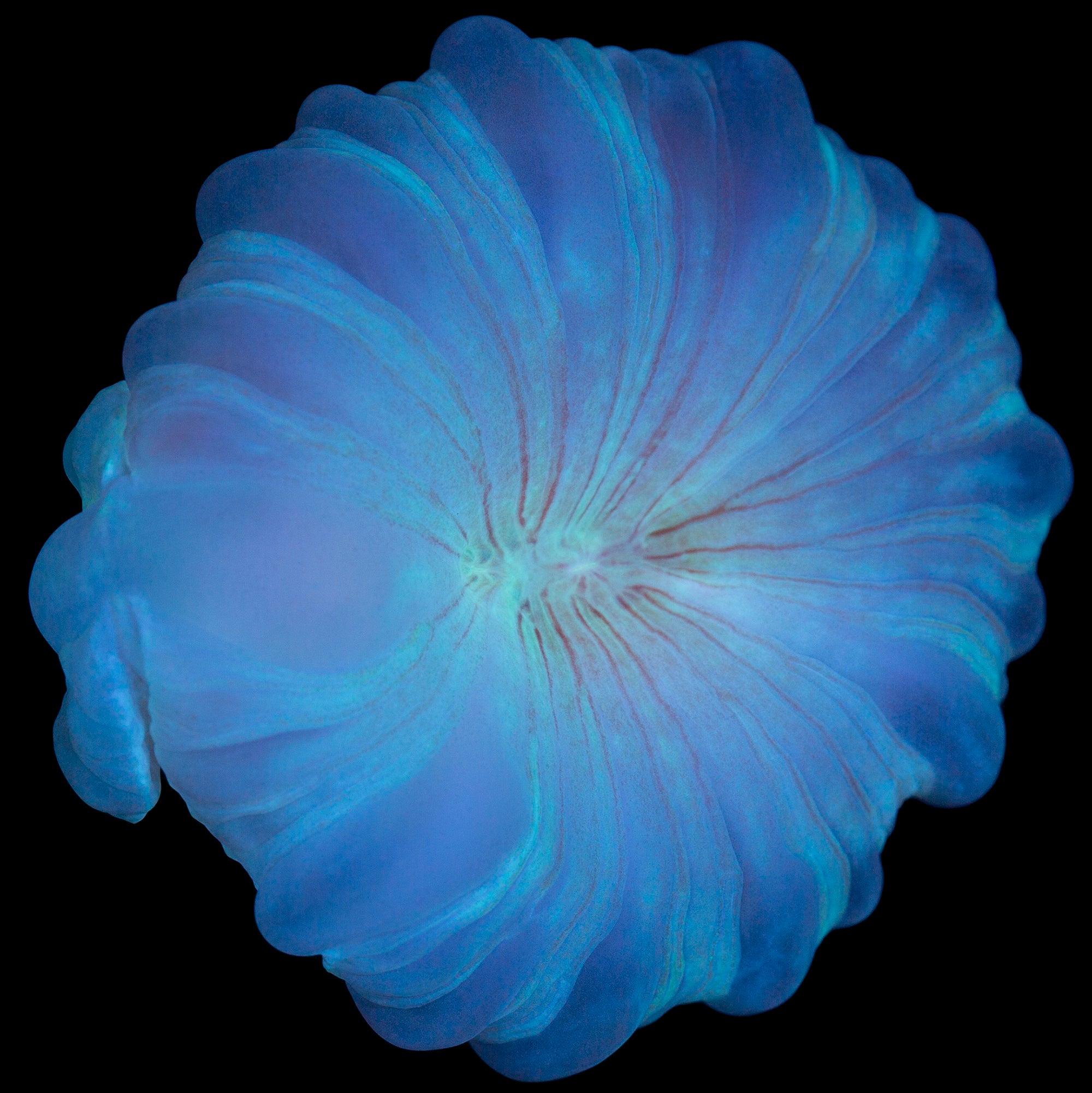Fox Coral