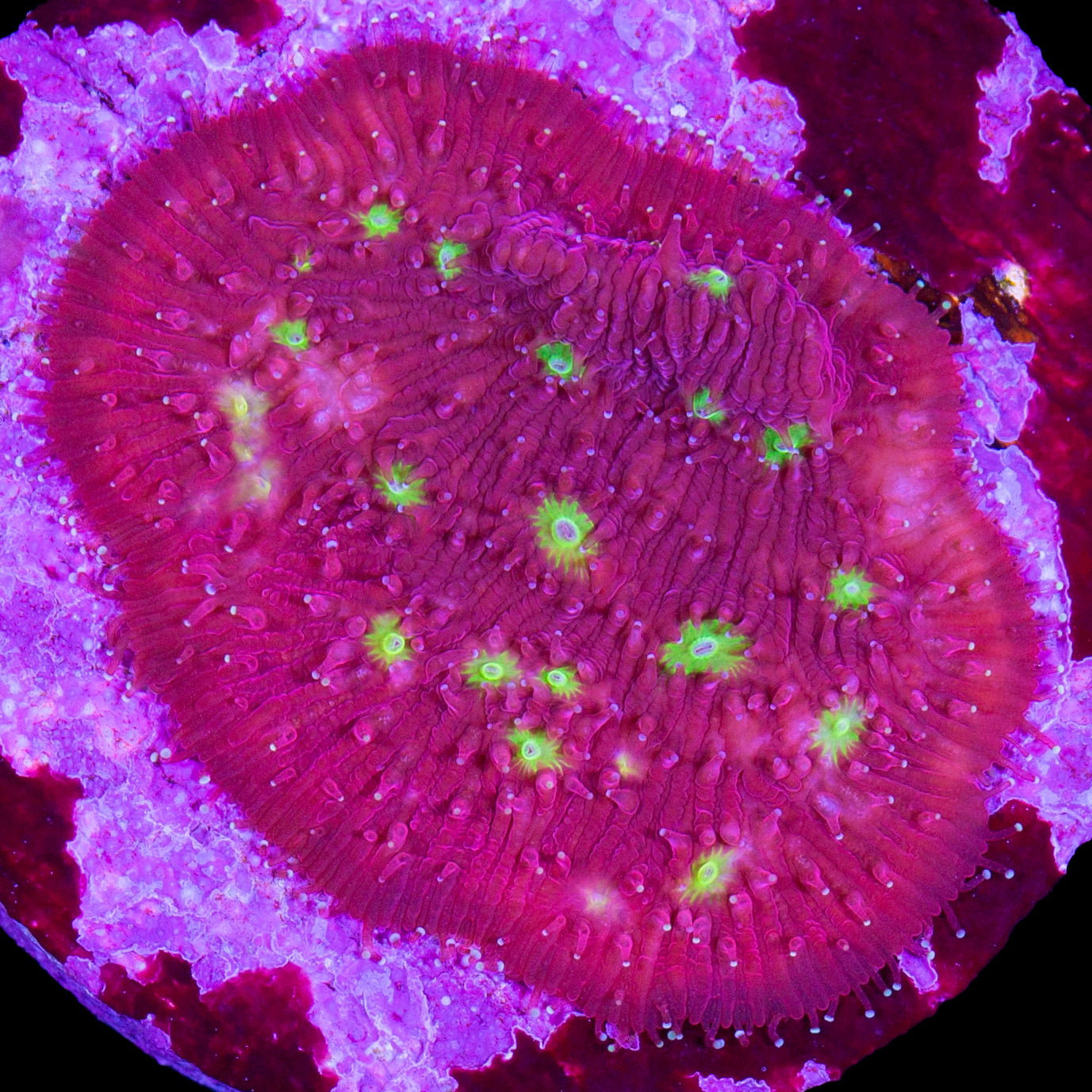 Strawberry Lithophyllon Coral