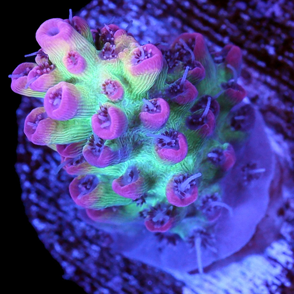Strawberry Shortcake Acropora Coral