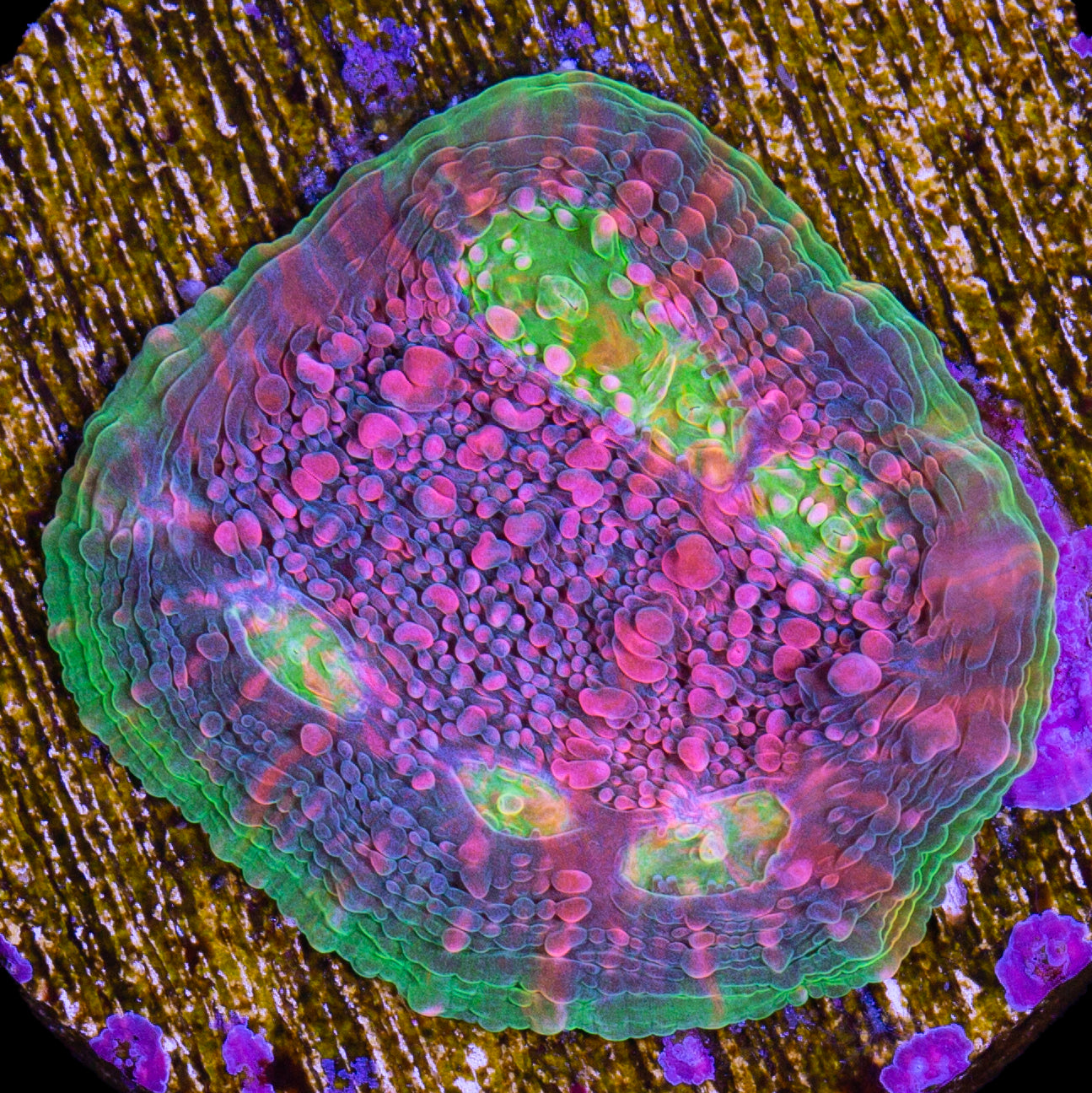 Ultra Watermelon Echinophyllia Coral