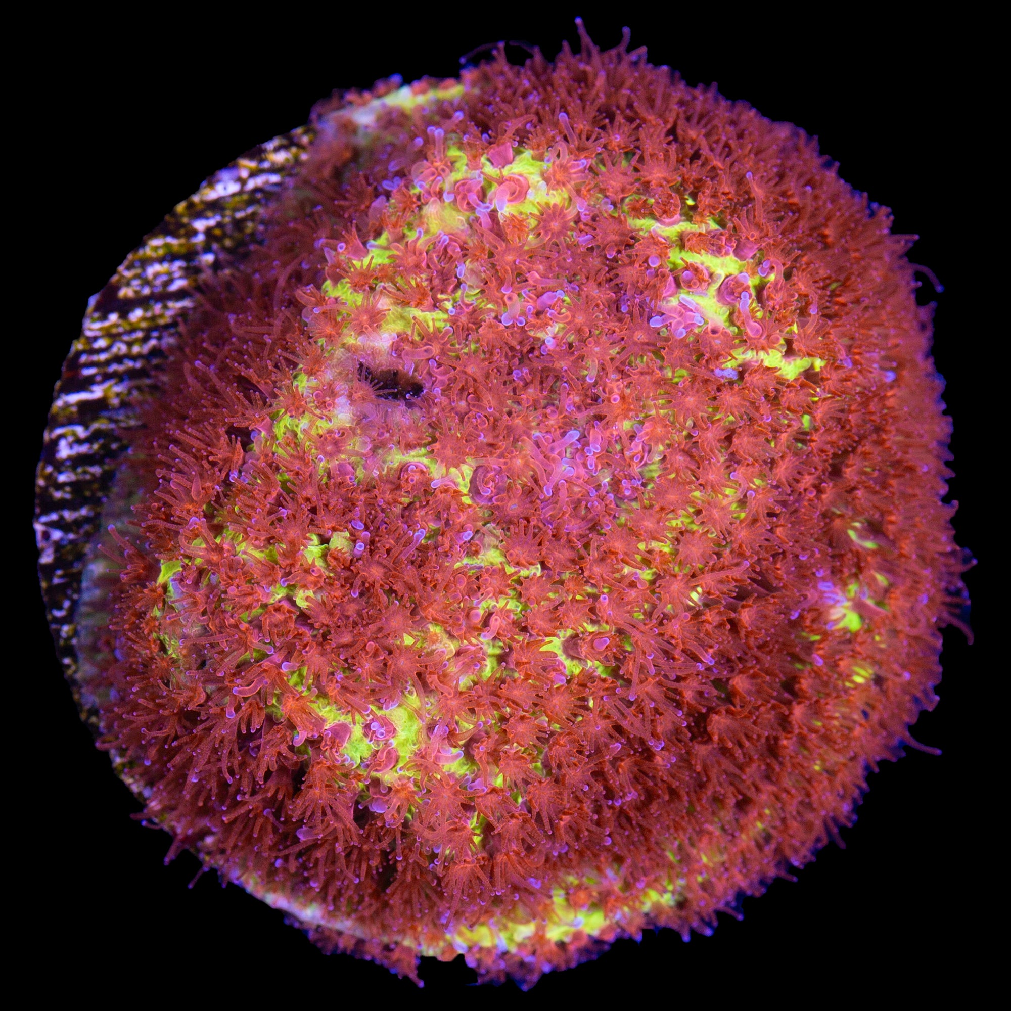 JF Burning Banana Stylocoeniella Coral