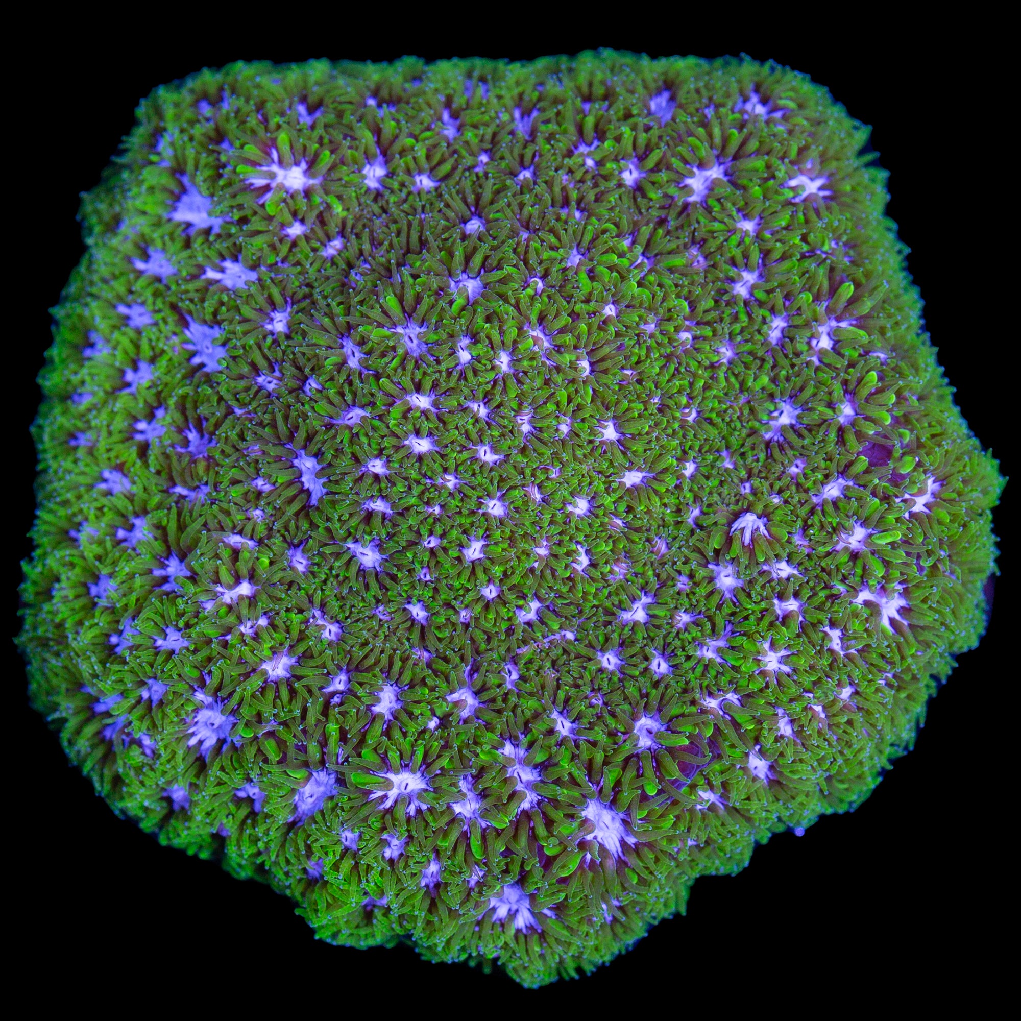 Blue & Green Leptastrea Coral - Lg Frag