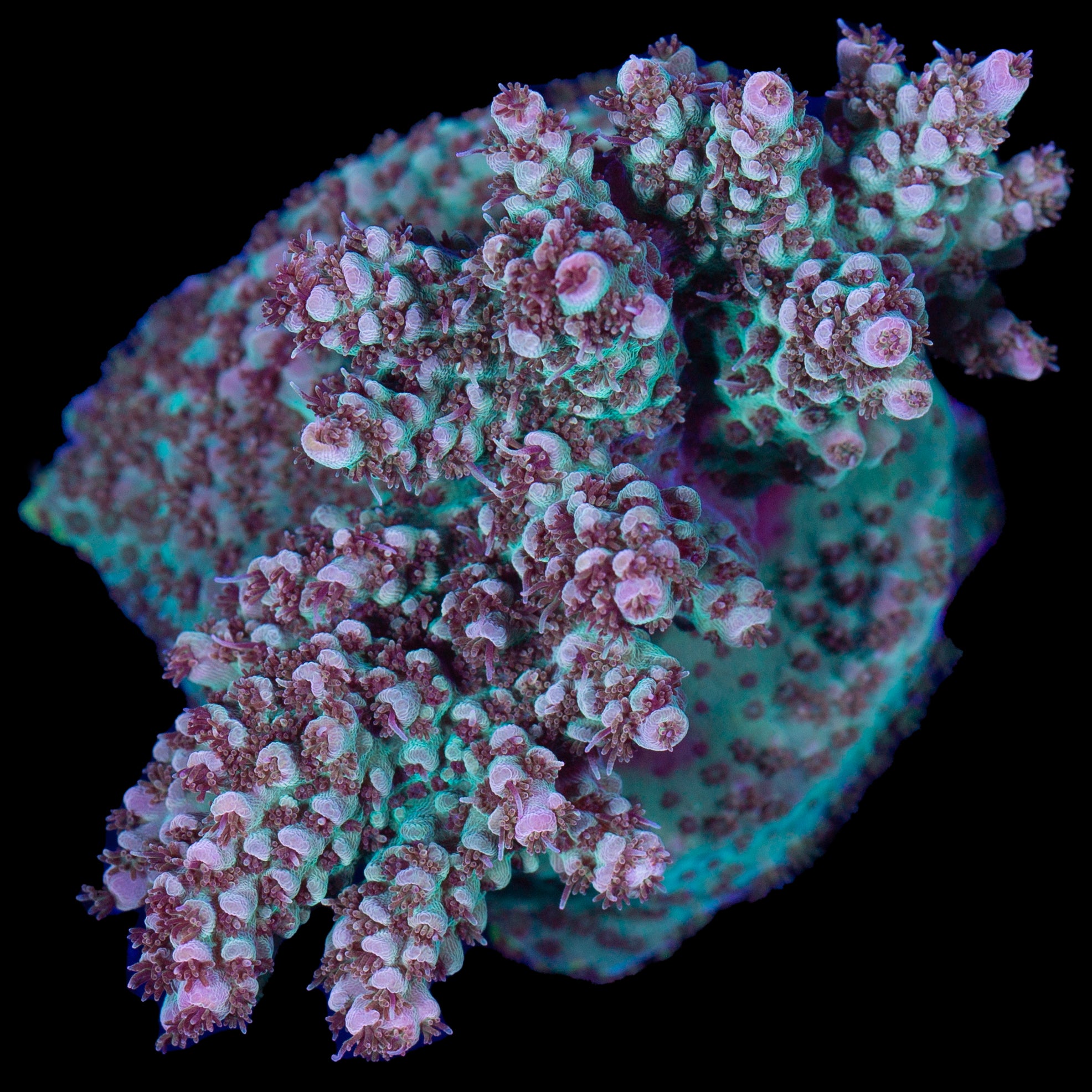 Green Bird Acropora Coral