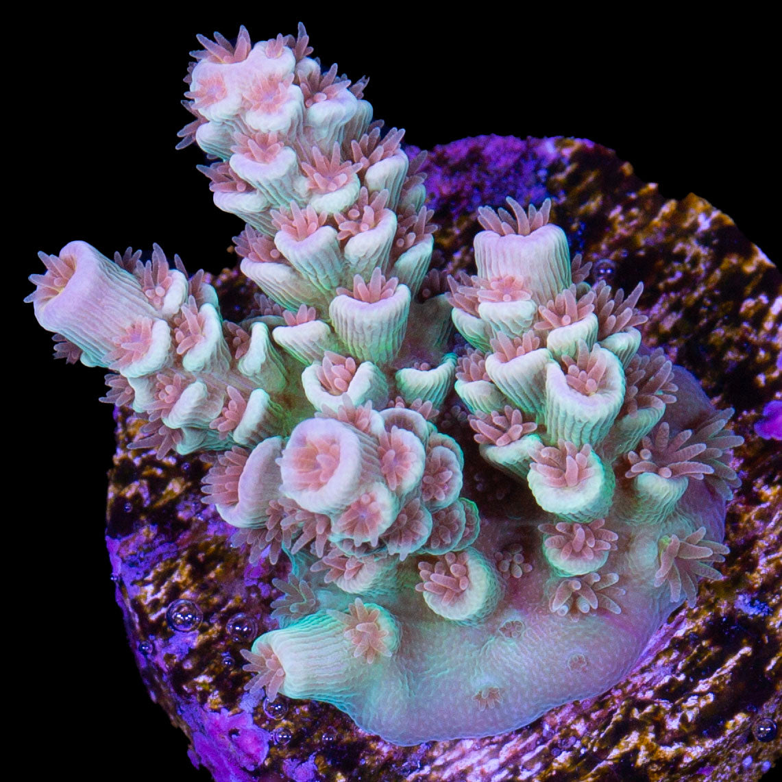 Vivid's Passionfruit Tenuis Acropora Coral - Lg Frag