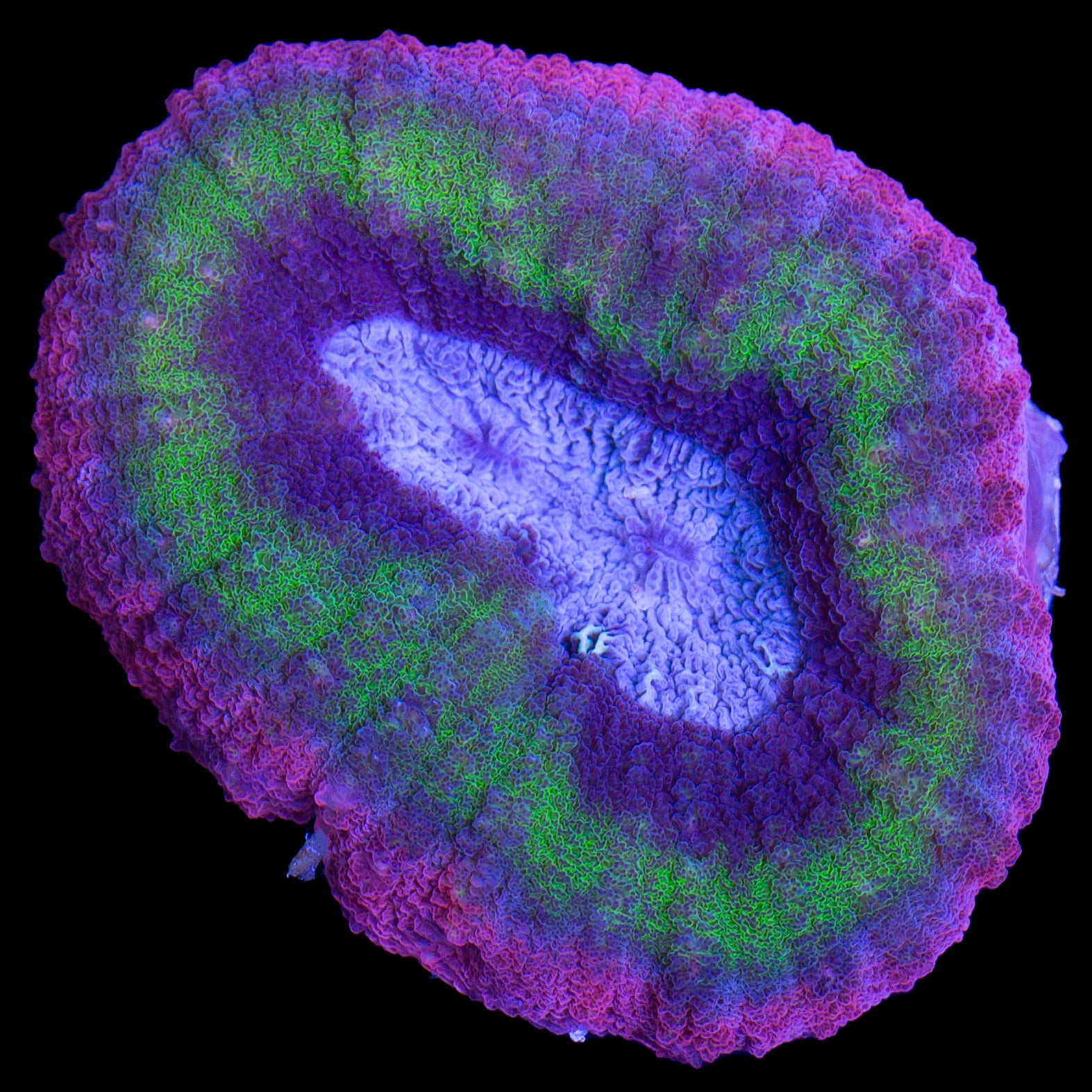 Insane Rainbow Aussie Lobophyllia Coral