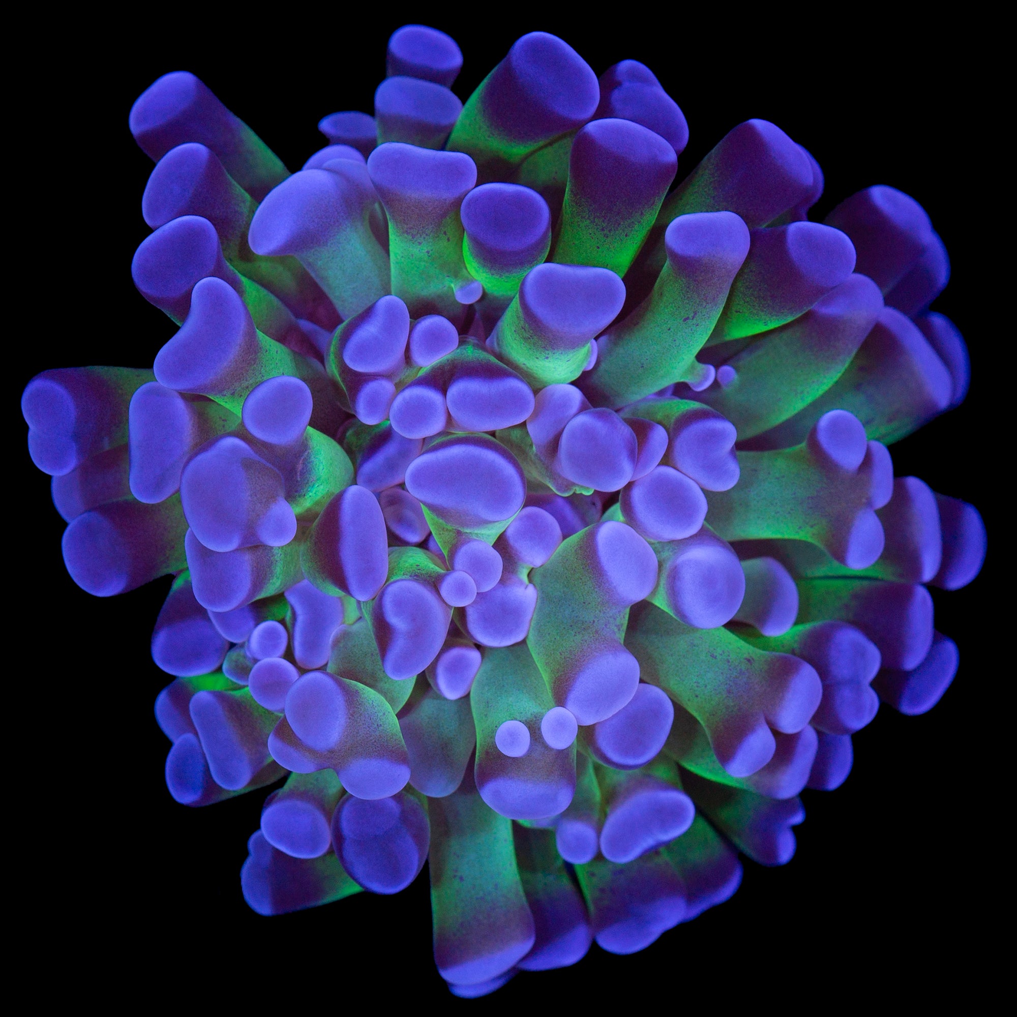 Reverse Holorgram Branching Hammer Coral