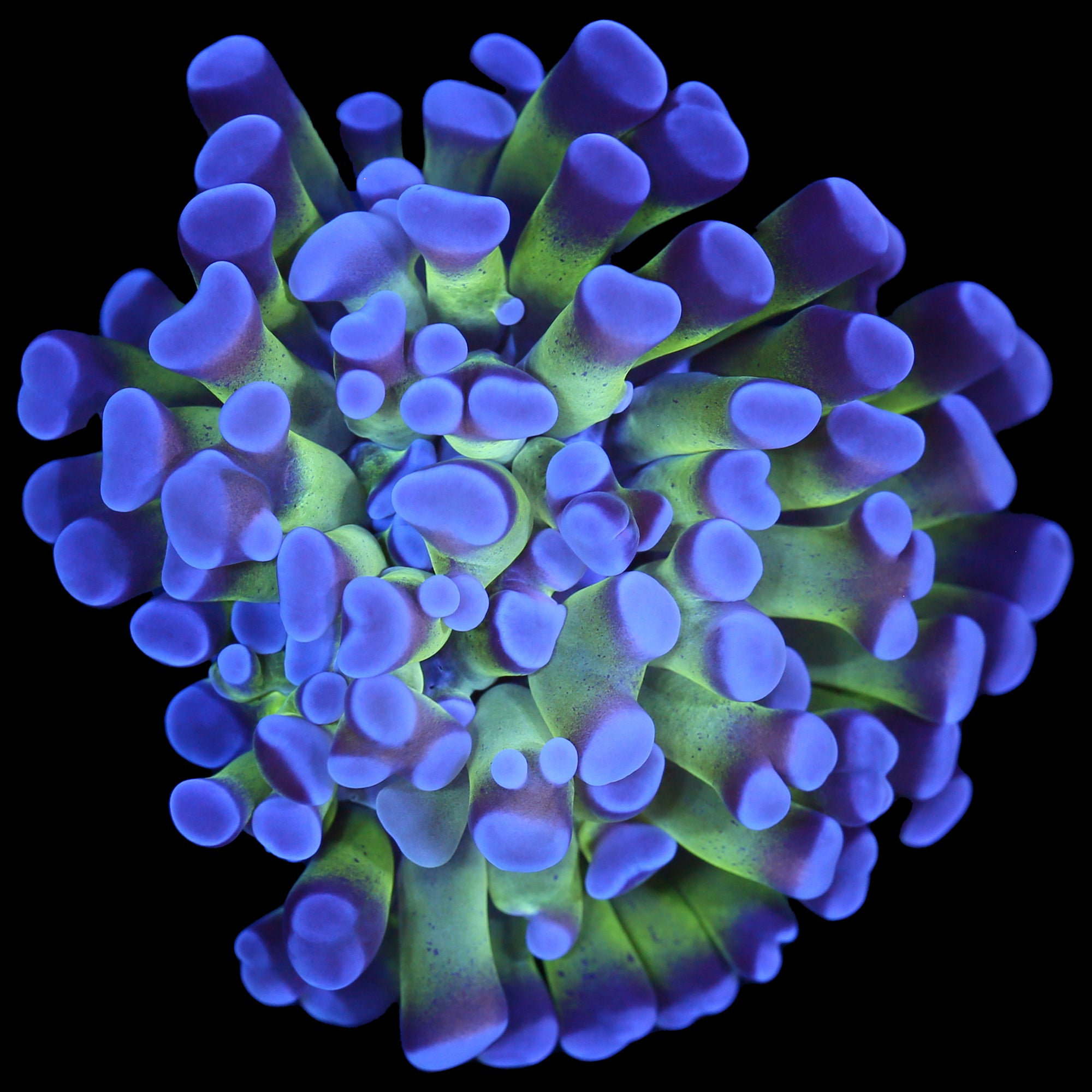 Reverse Holorgram Branching Hammer Coral