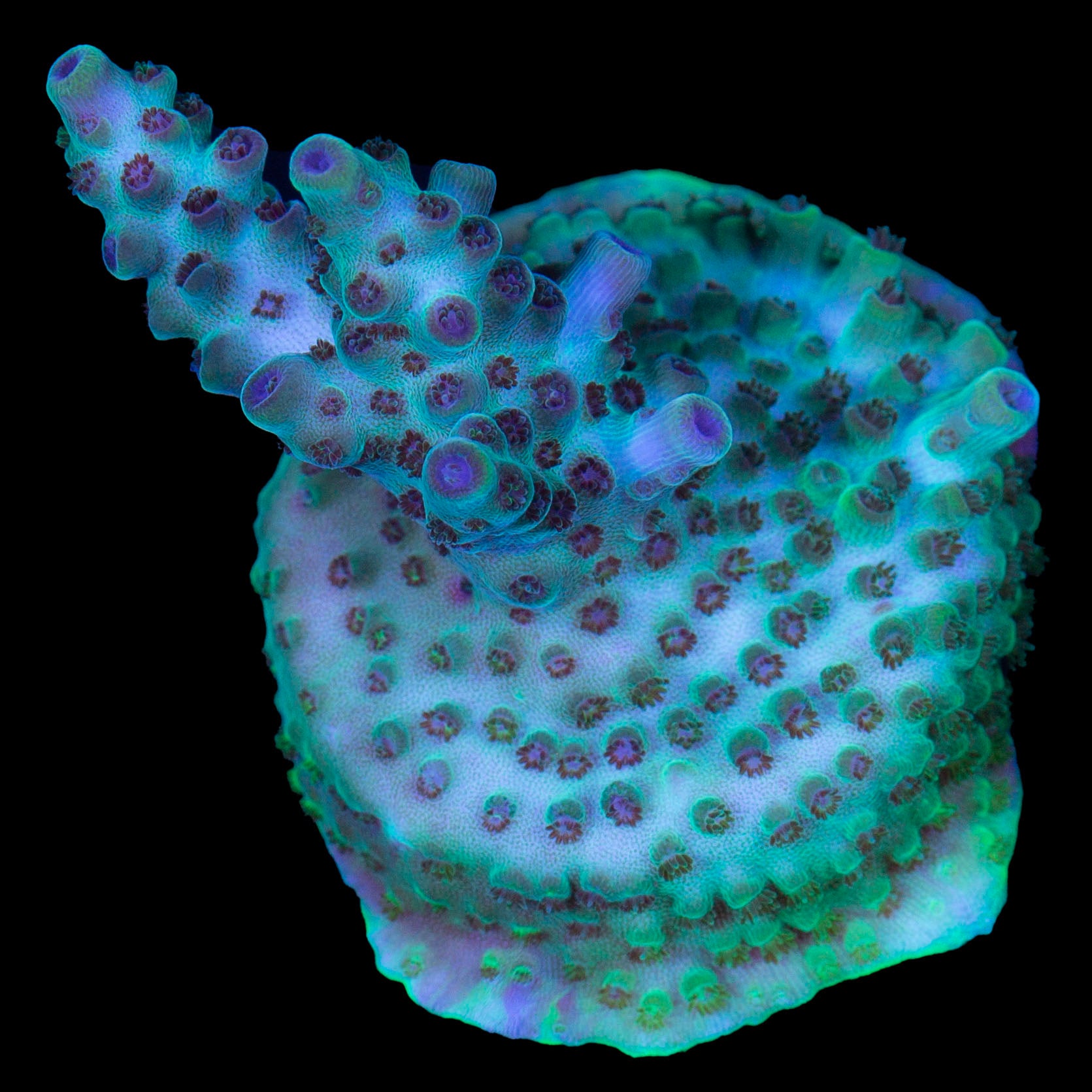 Vivid's Aegean Acropora Coral