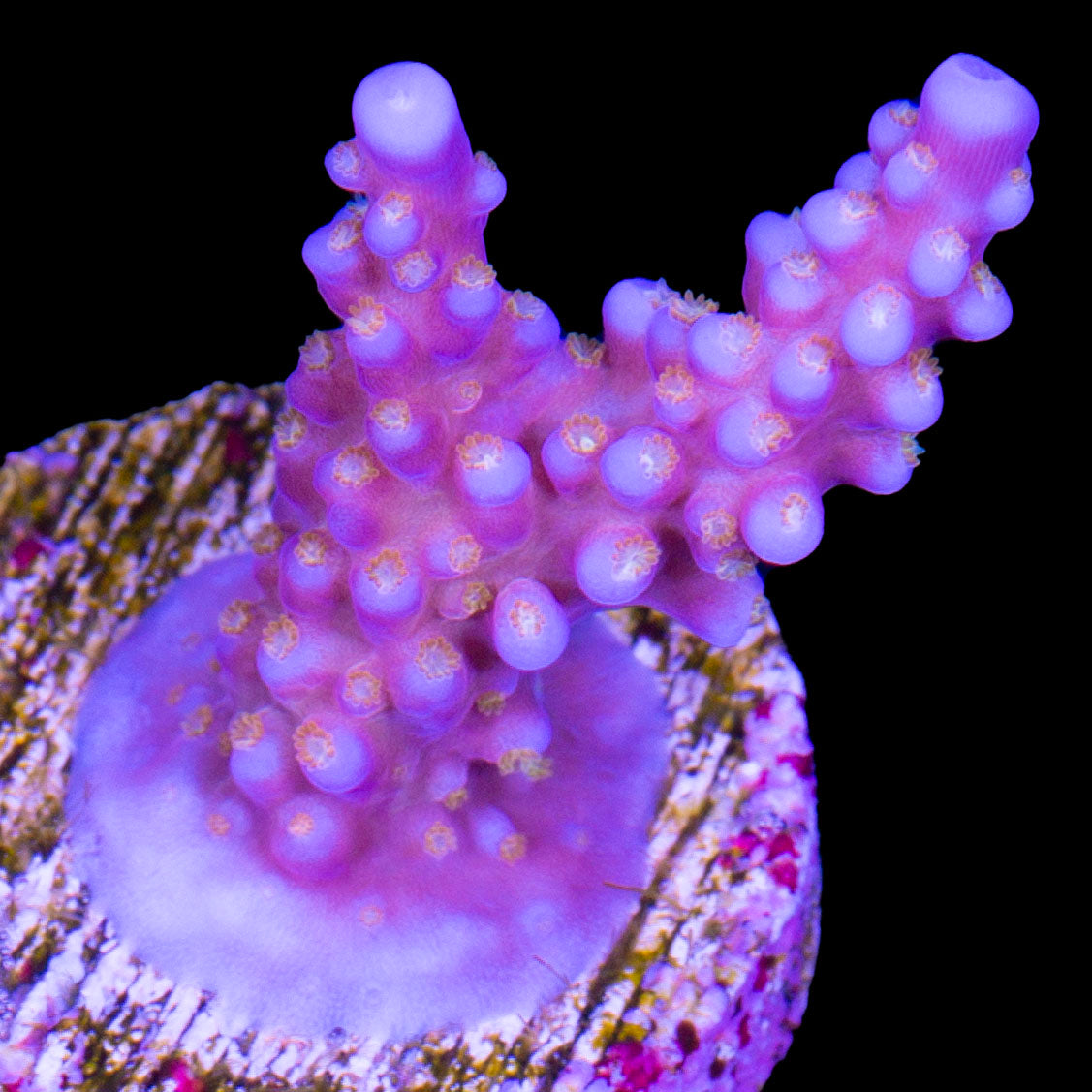 ARC Fireworks Acropora Coral