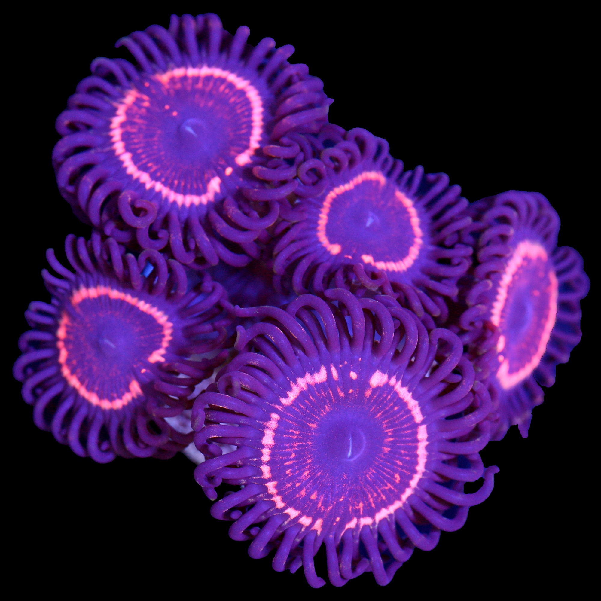 Vivid’s Eye of Sauron Zoanthids