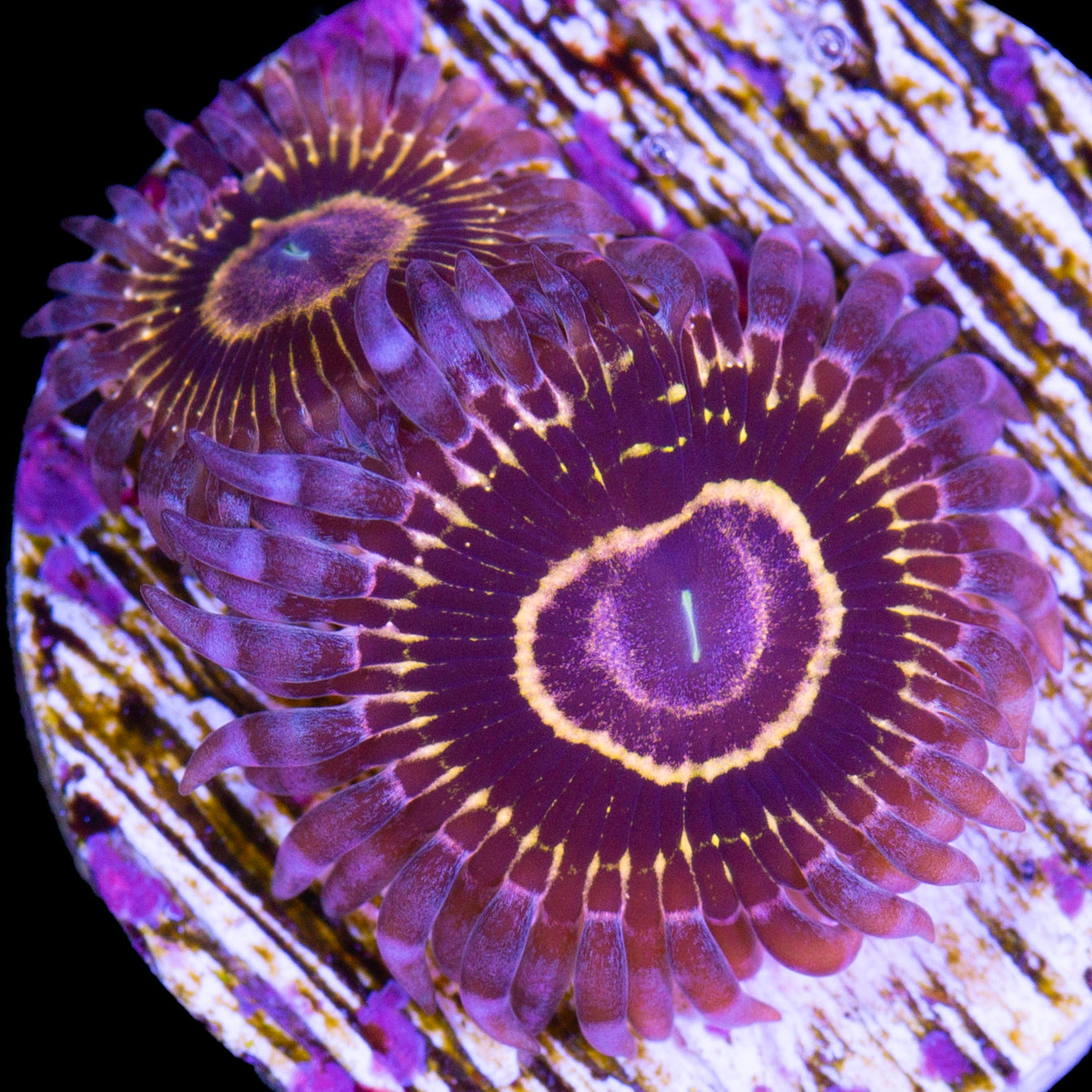 Vivid’s Stratosphere Zoanthids
